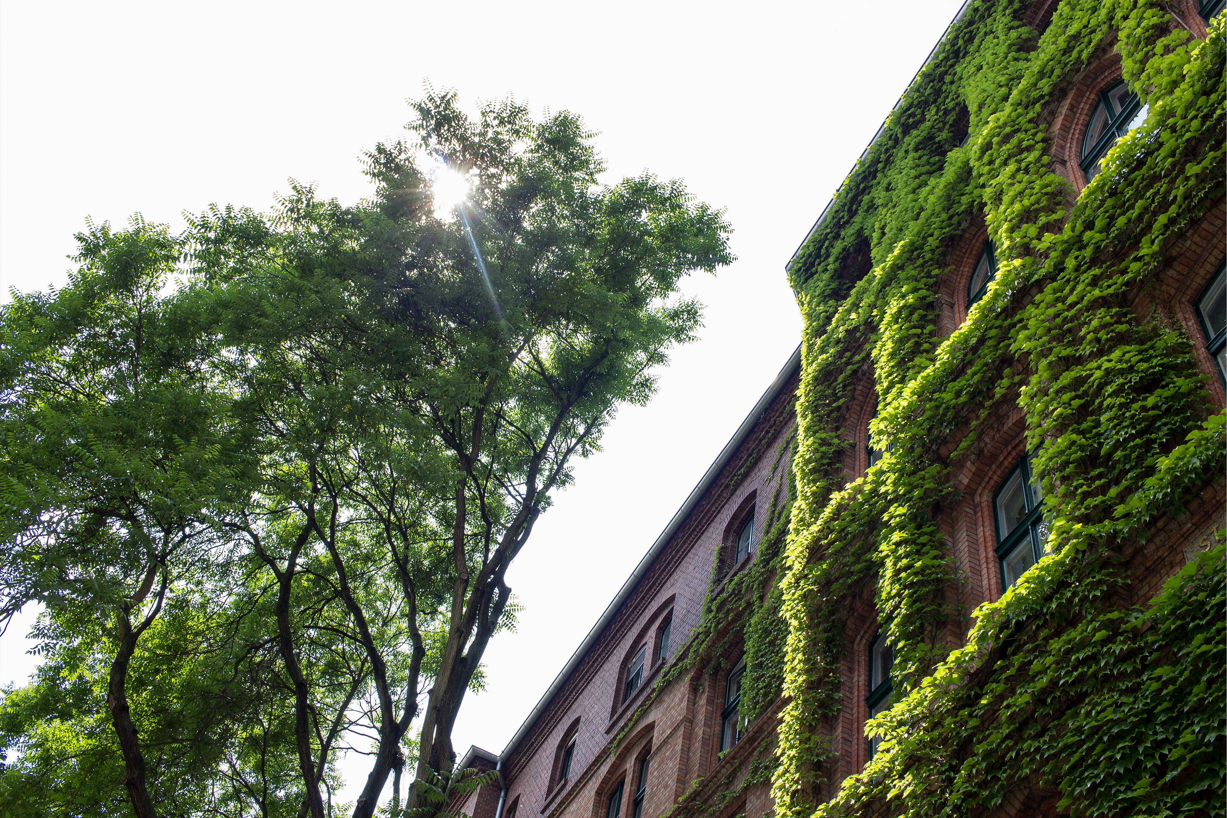 green color, growth, wall, germany, berlin, transportation, sky, clinic, no people, plant, building exterior, wine, day, outdoors, st. hedwig-krankenhaus berlin, HD Wallpaper