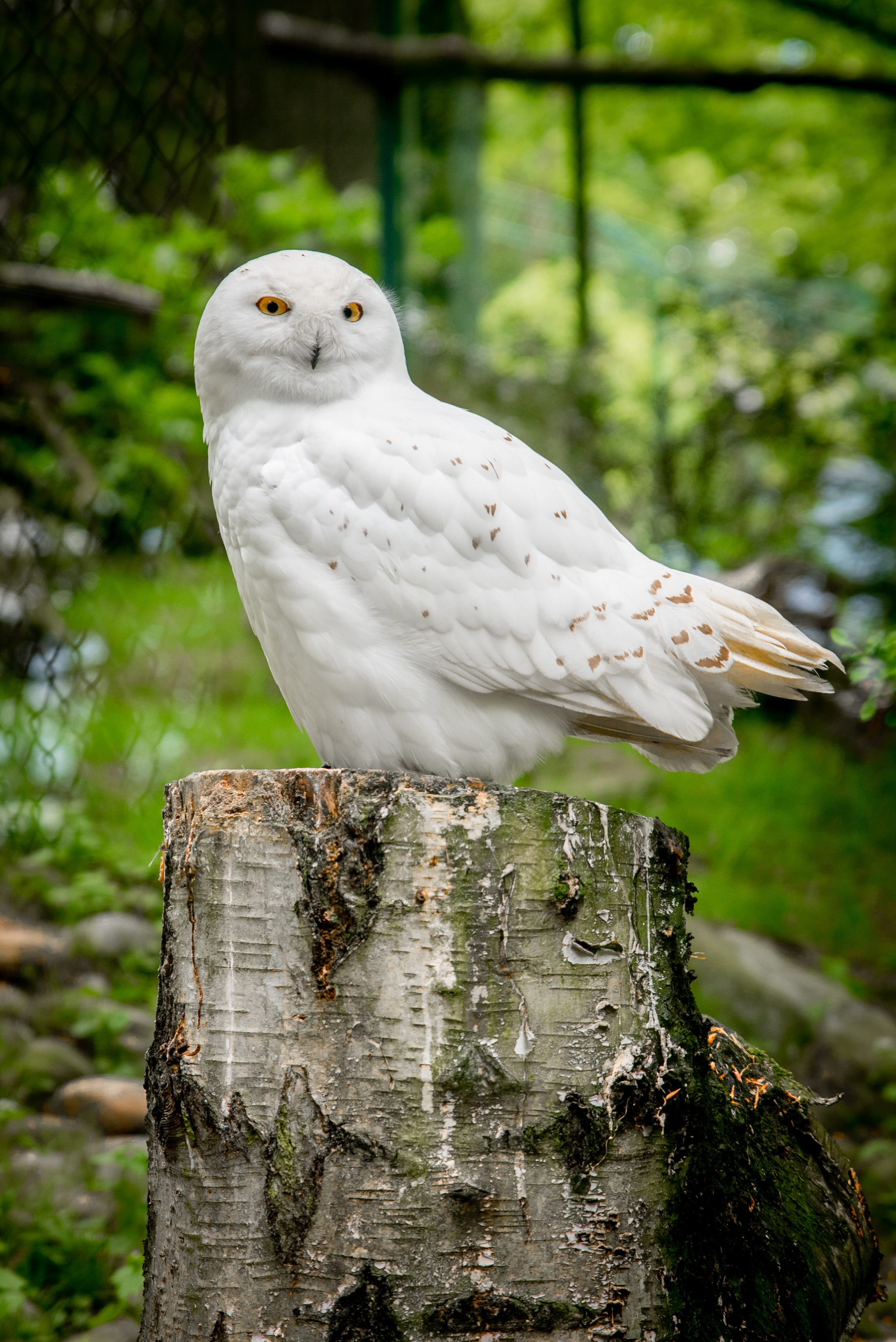 bird, day, post, one animal, bird of prey, focus on foreground, outdoors, vertebrate, wood, animals in the wild, hedwig, close-up, tree, wooden post, animal, Phone HD Wallpaper