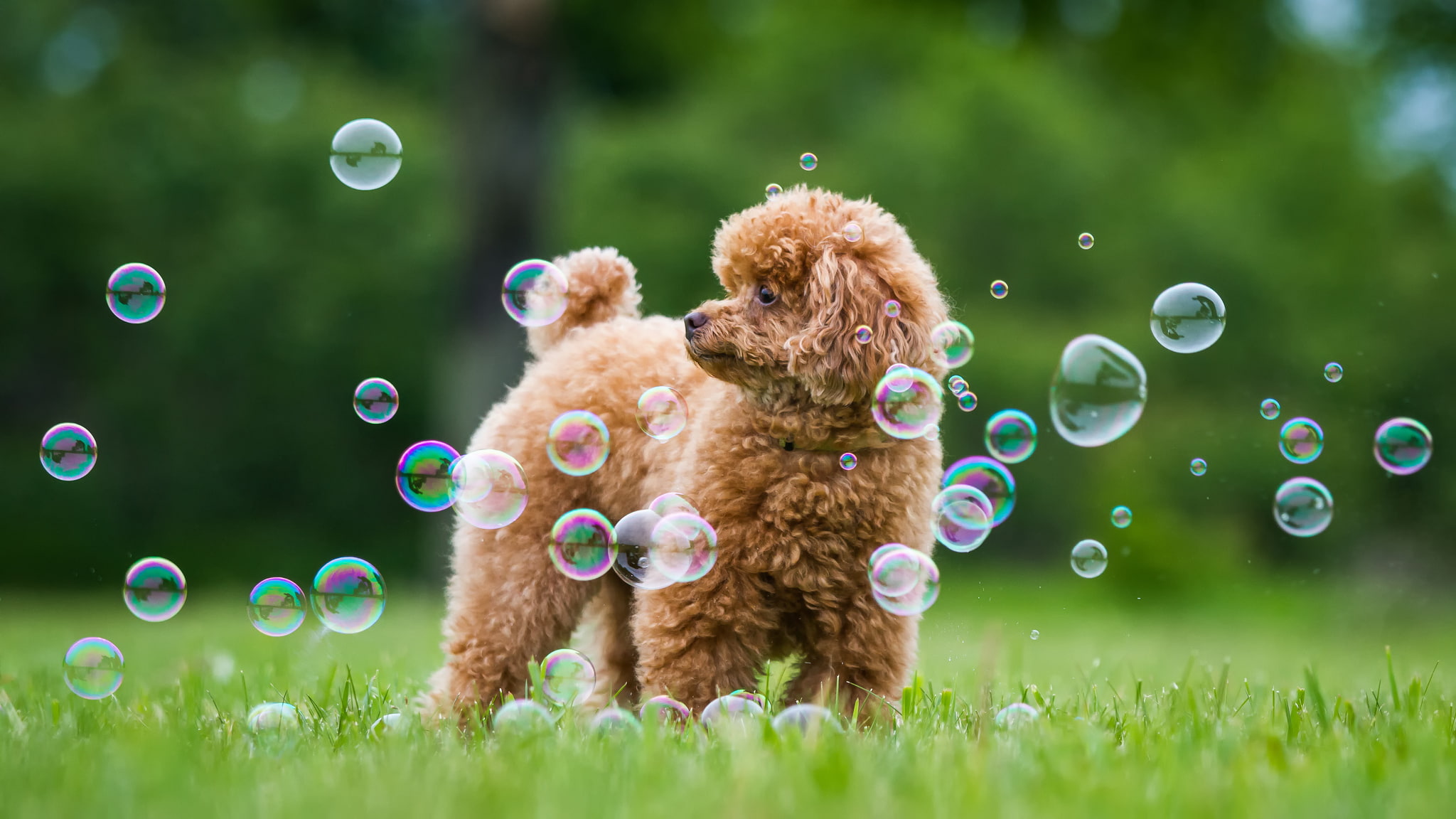 toy, childhood, land, domestic animals, cute, plant, Poodle, wet, bubble Wand, innocence, bubbles, greens, mammal, summer, mid-air, child, animal themes, HD Wallpaper