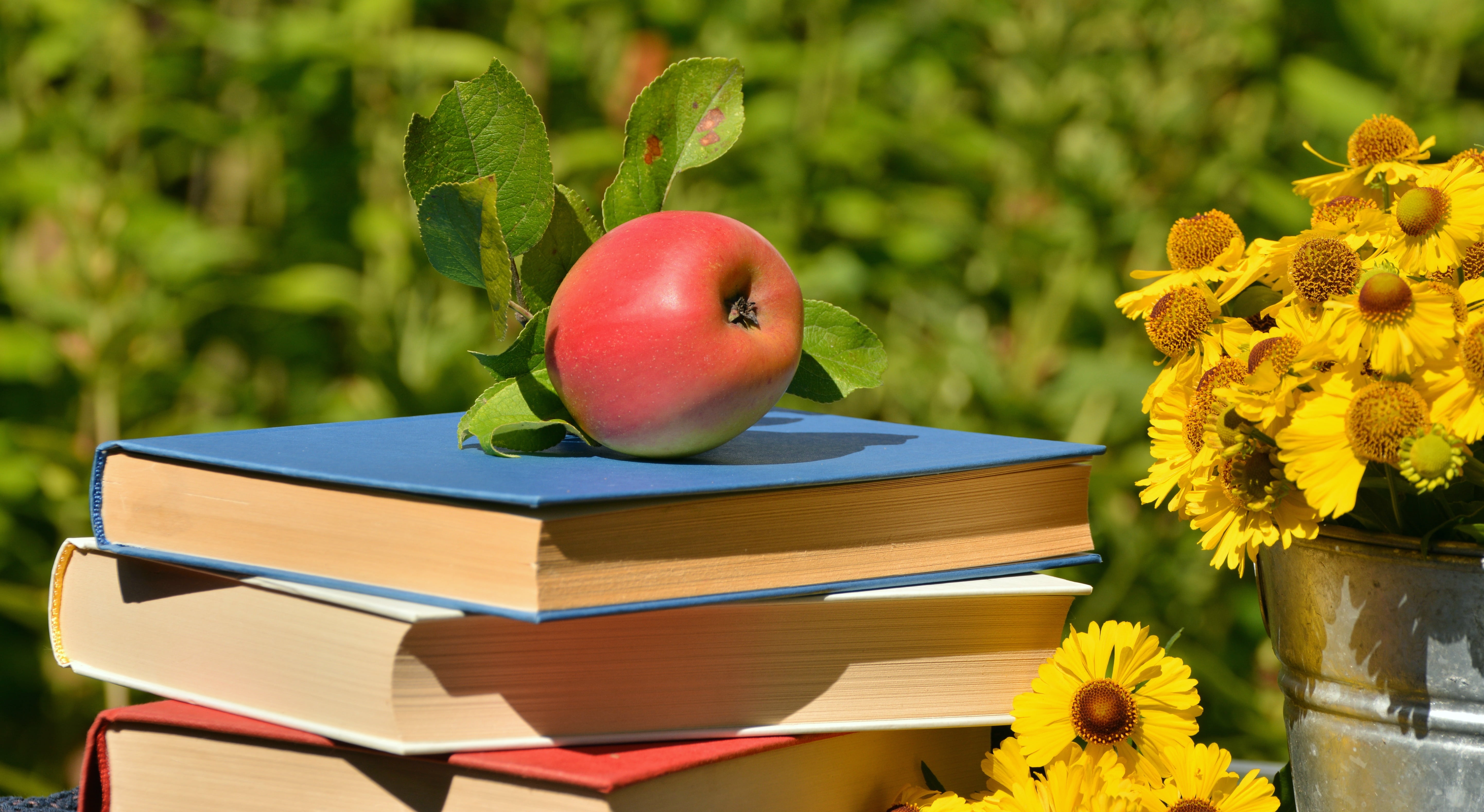 close-up, relax, yellow, plant, apple, wood - material, no people, out, 5K, read, outdoors, blue, book, springtime, growth, freshness, flowering plant, HD Wallpaper