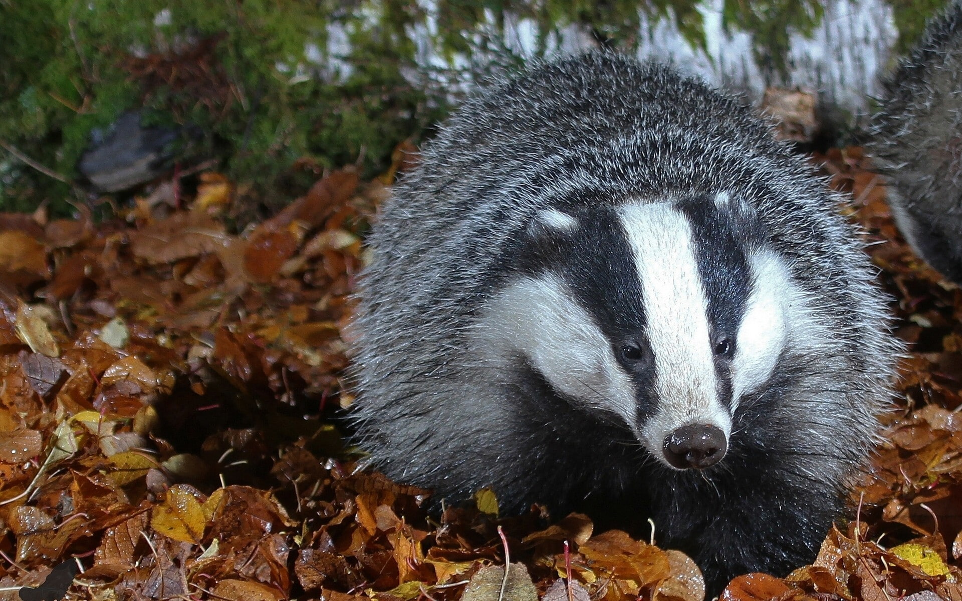 nature, 1080P, animals, badger, HD Wallpaper