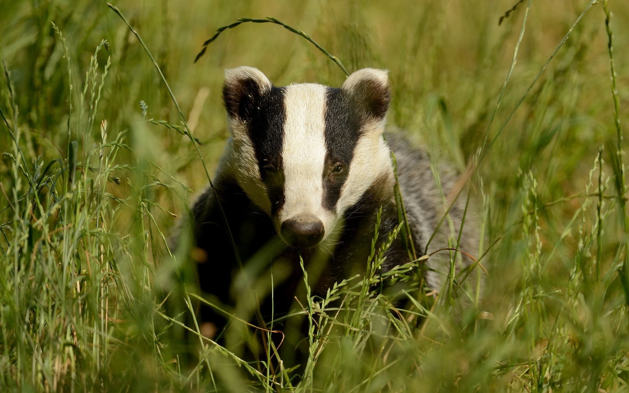 1080P, badger, spikelets, nature, grass, animals, wildlife, HD Wallpaper