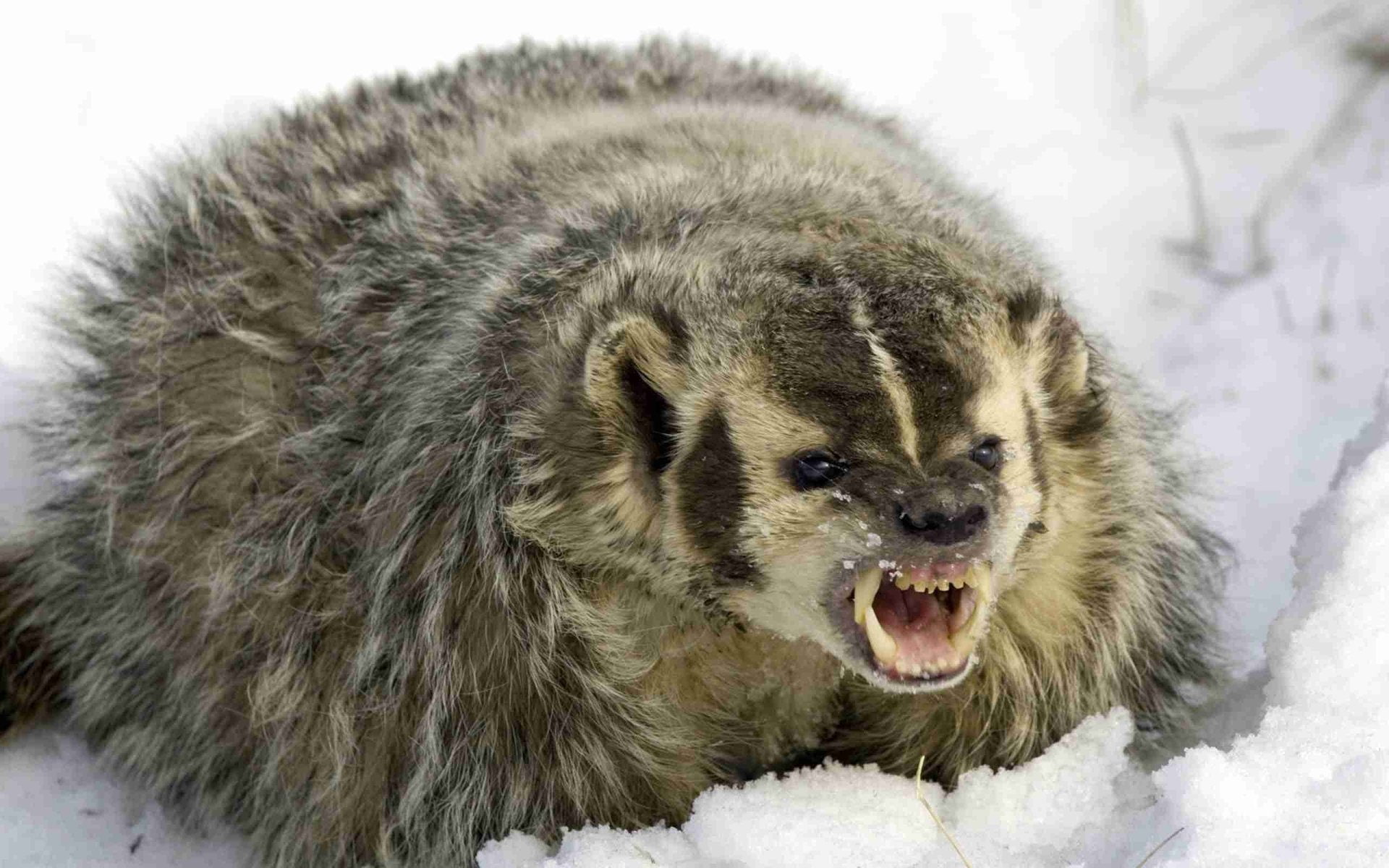 1080P, Badger, Animal, HD Wallpaper