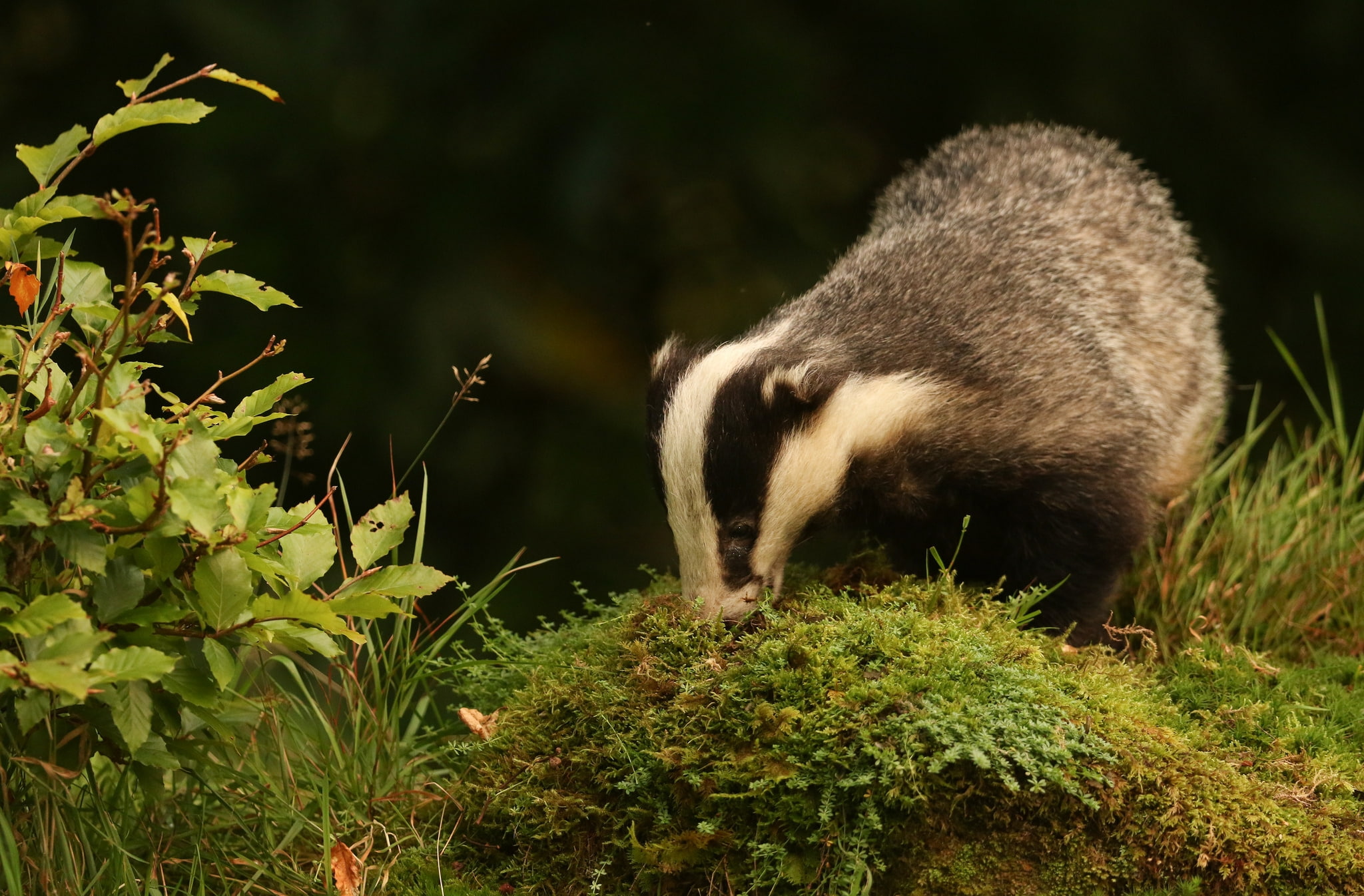 day, nature, one animal, growth, outdoors, plants, badger, no people, land, grass, Animal, leaf, 1080P, mammal, vertebrate, sunlight, animals in the wild, HD Wallpaper