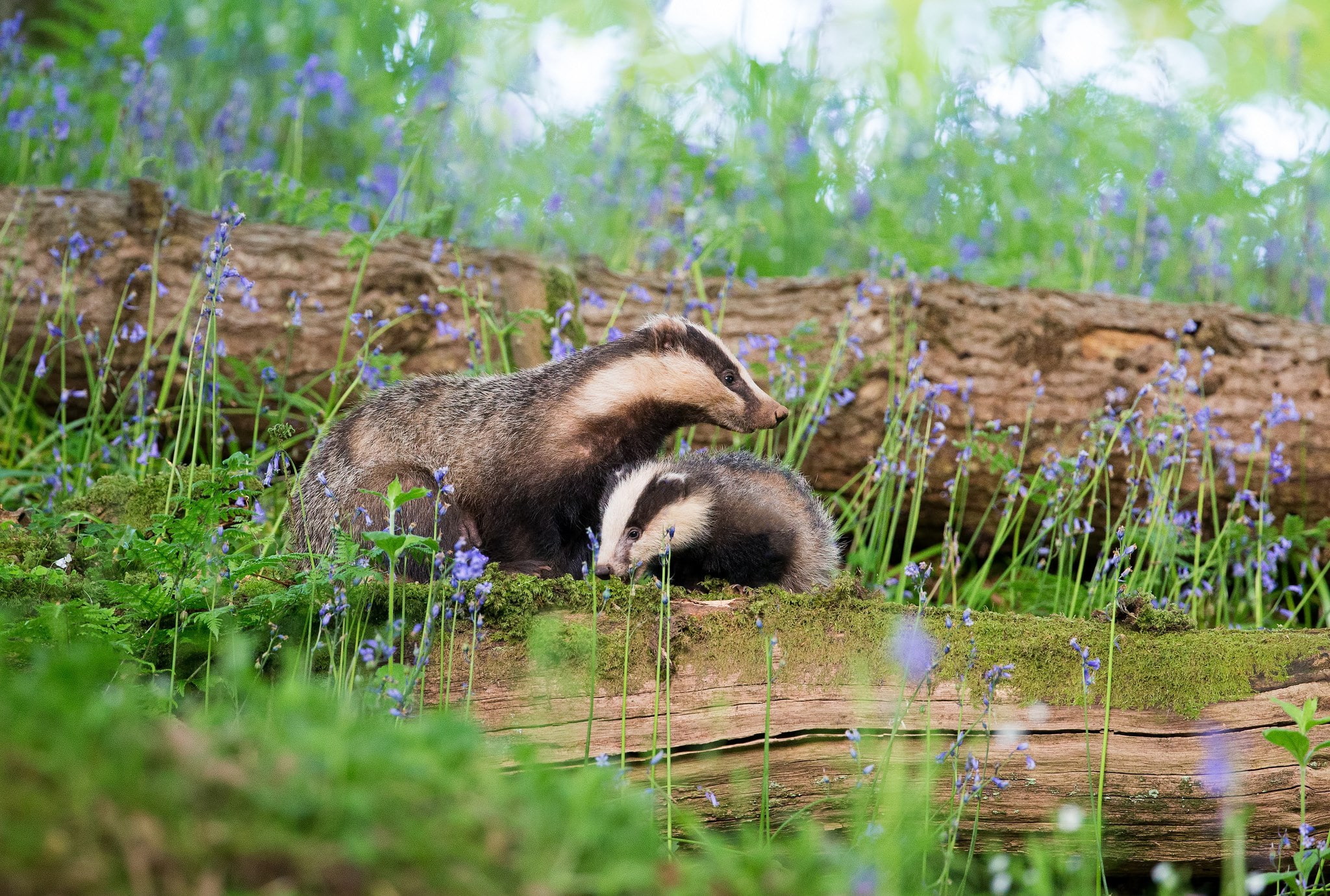 mammal, reflection, day, water, nature, animal, badger, vertebrate, plant, outdoors, no people, tree, animal themes, one animal, 1080P, selective focus, HD Wallpaper