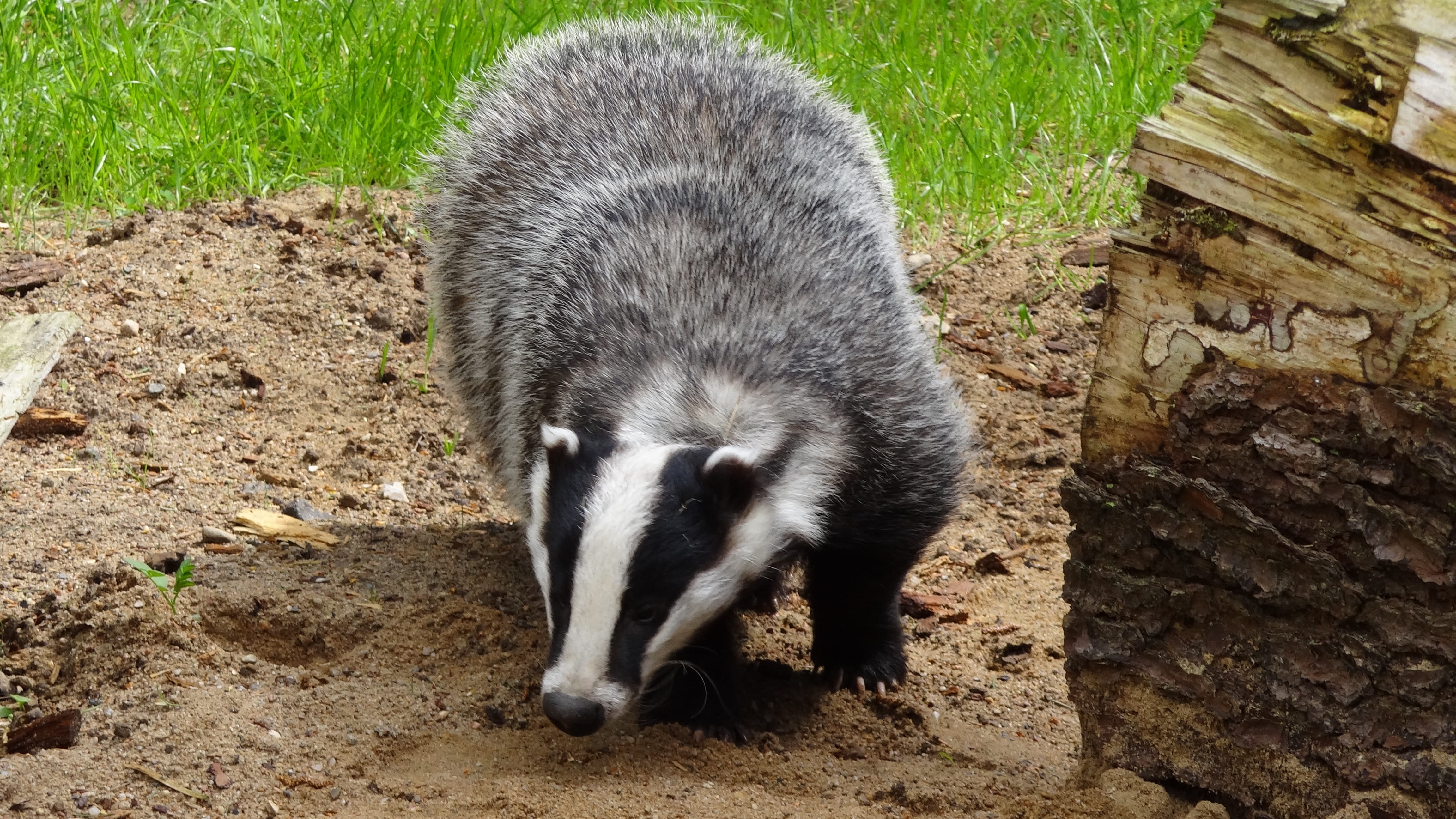 animal, walking, 4K, no people, vertebrate, daytime, high angle view, badger, forest, outdoors, animal wildlife, zoo, mammal, close-up, sunlight, black, HD Wallpaper