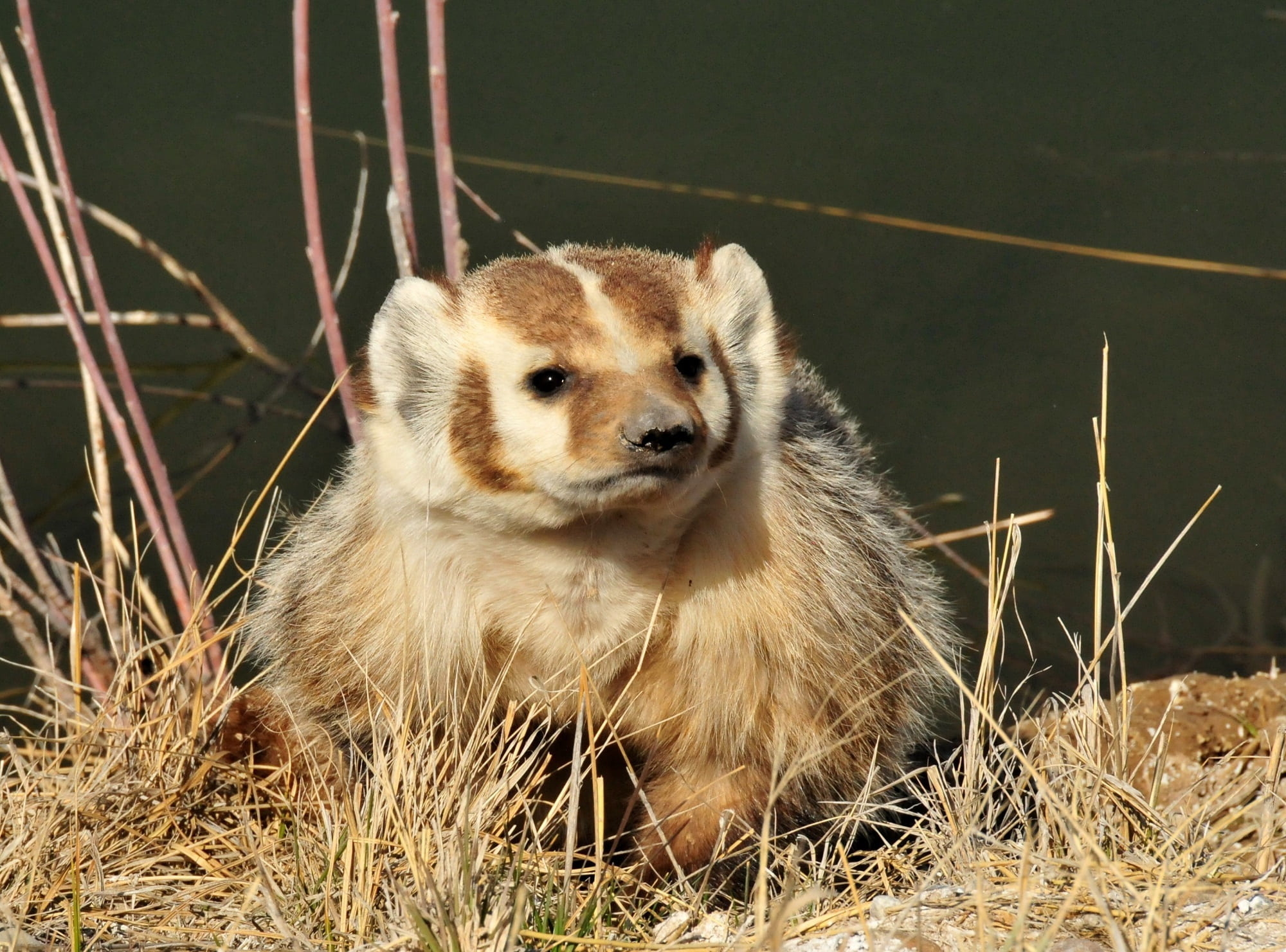 wilderness, close-up, animal wildlife, cute, badger, grass, vertebrate, no people, looking, brown, animal themes, fur, nature, portrait, lying, focus on foreground, HD Wallpaper