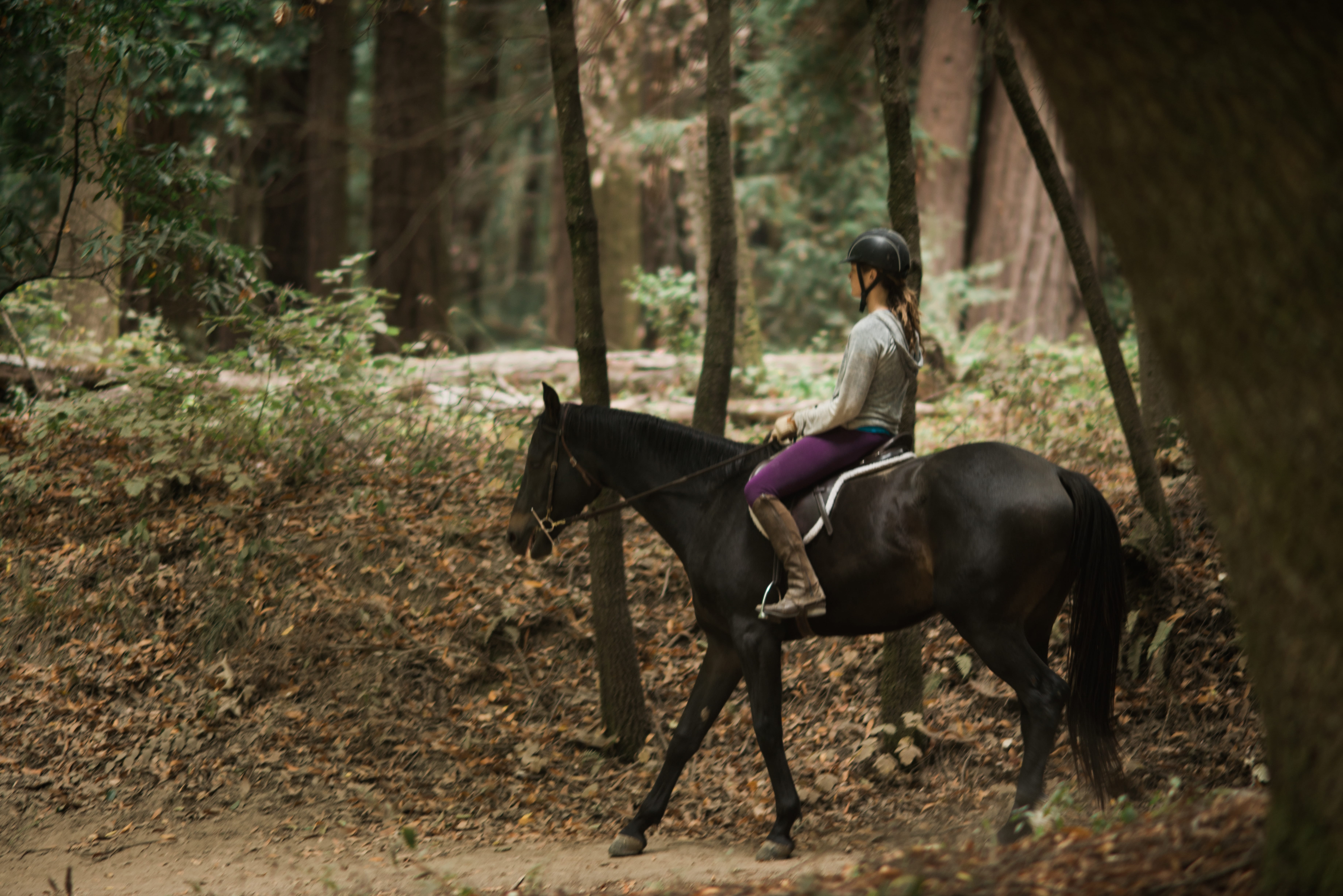 vertebrate, domestic, redwoods, pets, horseback riding, riding, real people, rider, horseback, animal wildlife, livestock, horse, trees, forest, ride, animal, HD Wallpaper