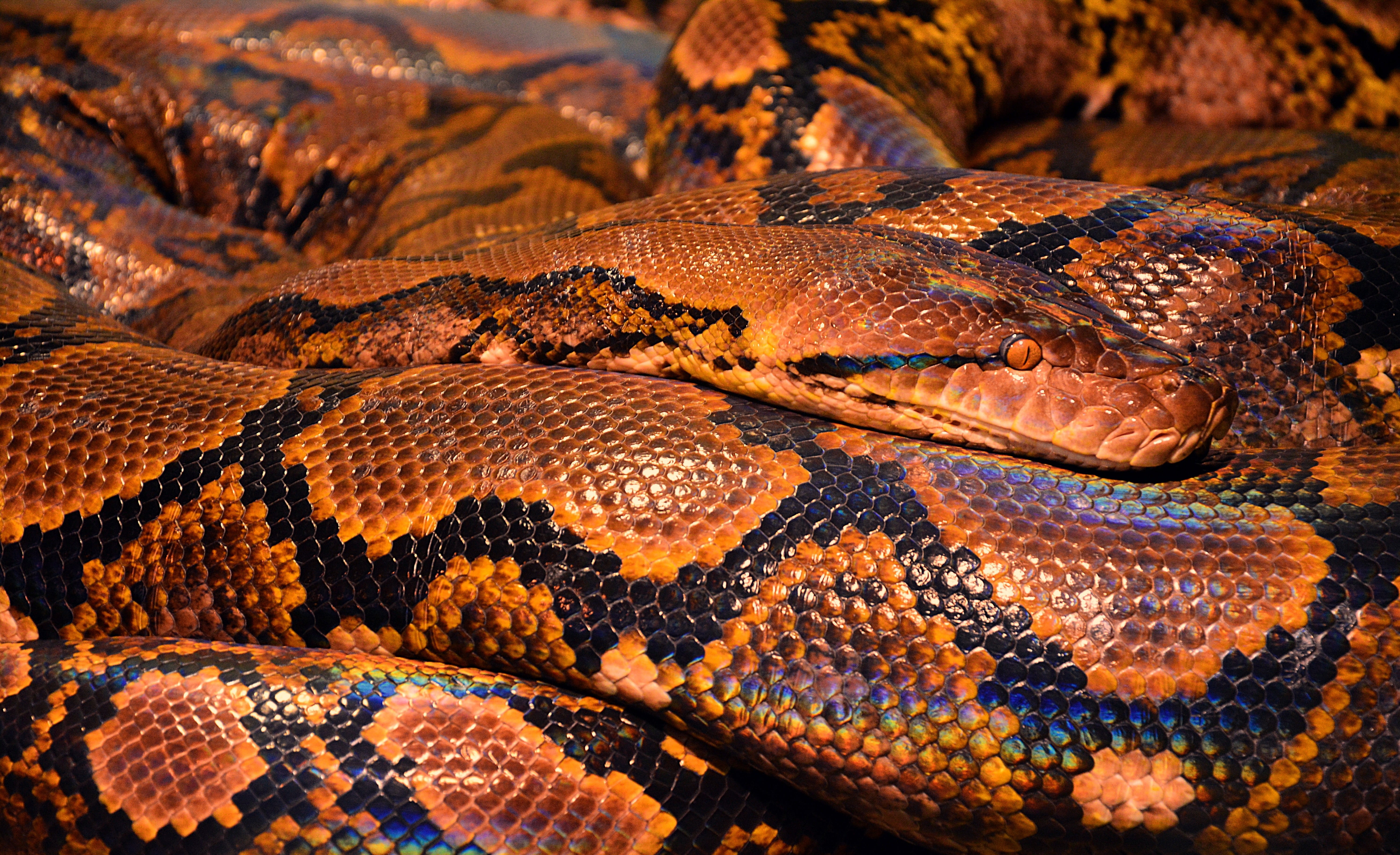 animal body part, day, brown, animal themes, animal eye, one animal, lizard, textured, snake, snape, reptile, animal wildlife, black, natural pattern, python, HD Wallpaper