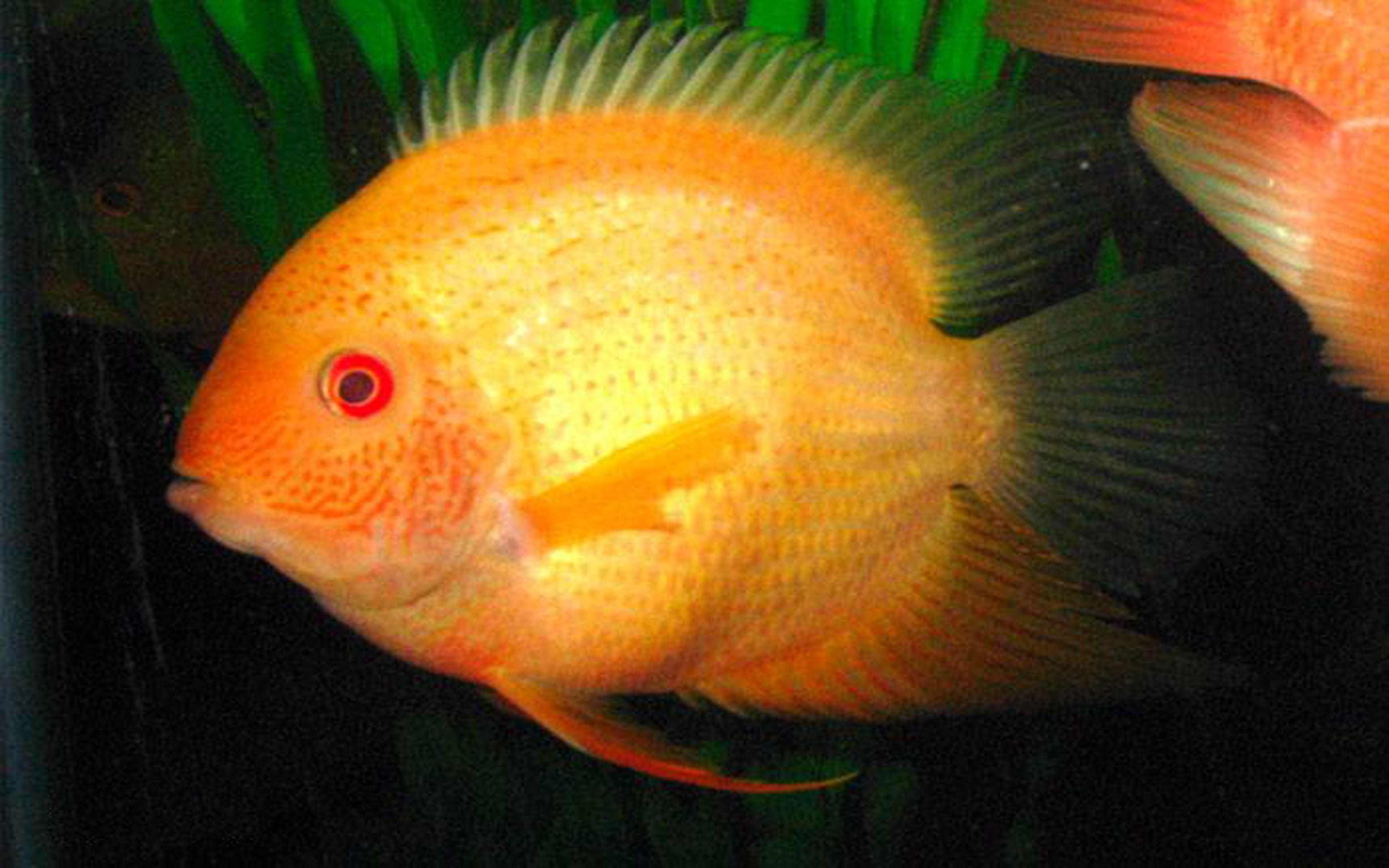 sea life, indoors, marine, underwater, cichlid, sea, animals in the wild, fish, pets, severum, goldfish, 4K, vertebrate, one animal, swimming, water, severus, HD Wallpaper
