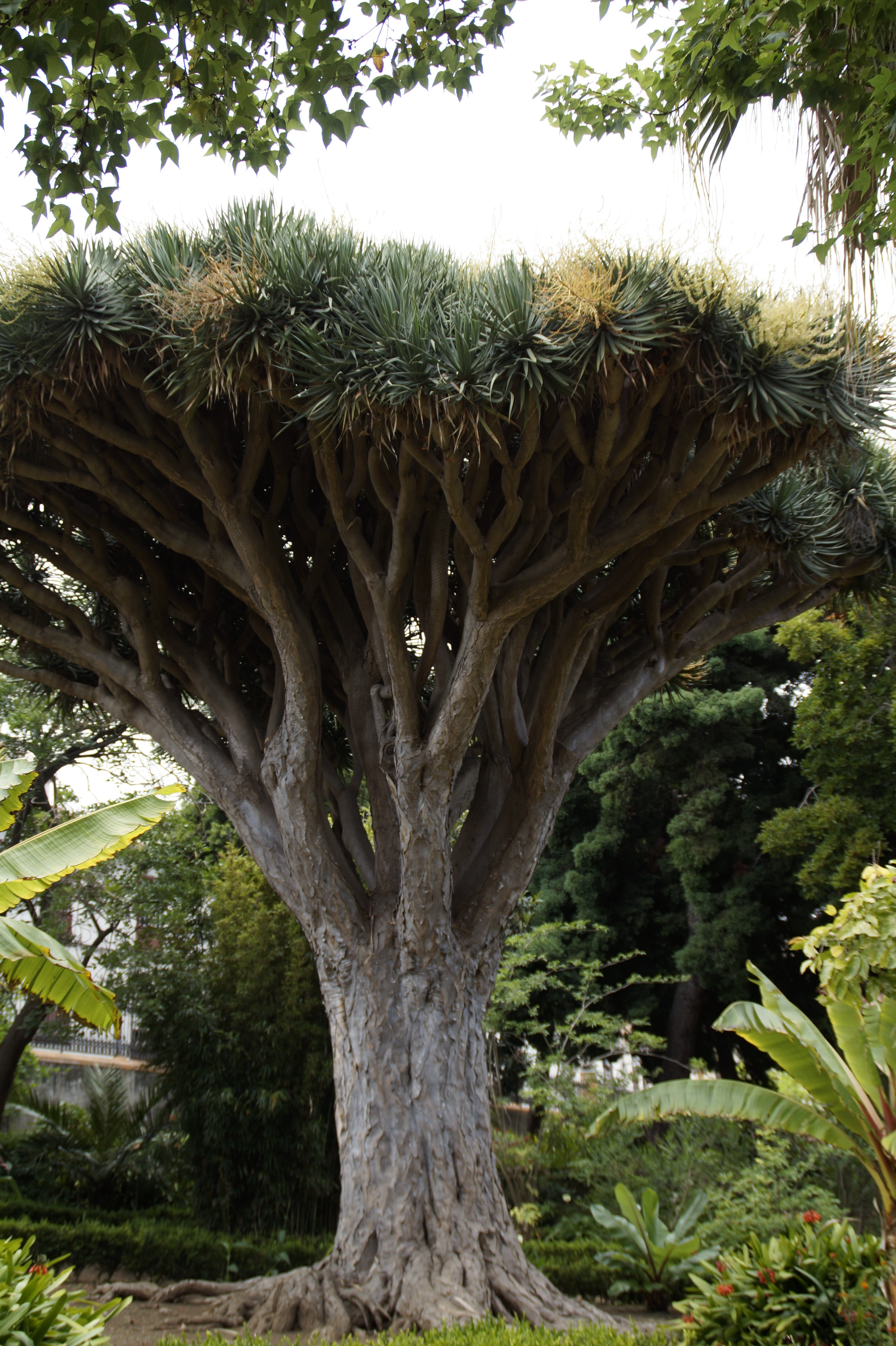 low angle view, beauty in nature, forest, tree, dracaena draco, 5K, outdoors, plant part, day, scenics - nature, land, tranquility, canary island dragon tree, Phone HD Wallpaper