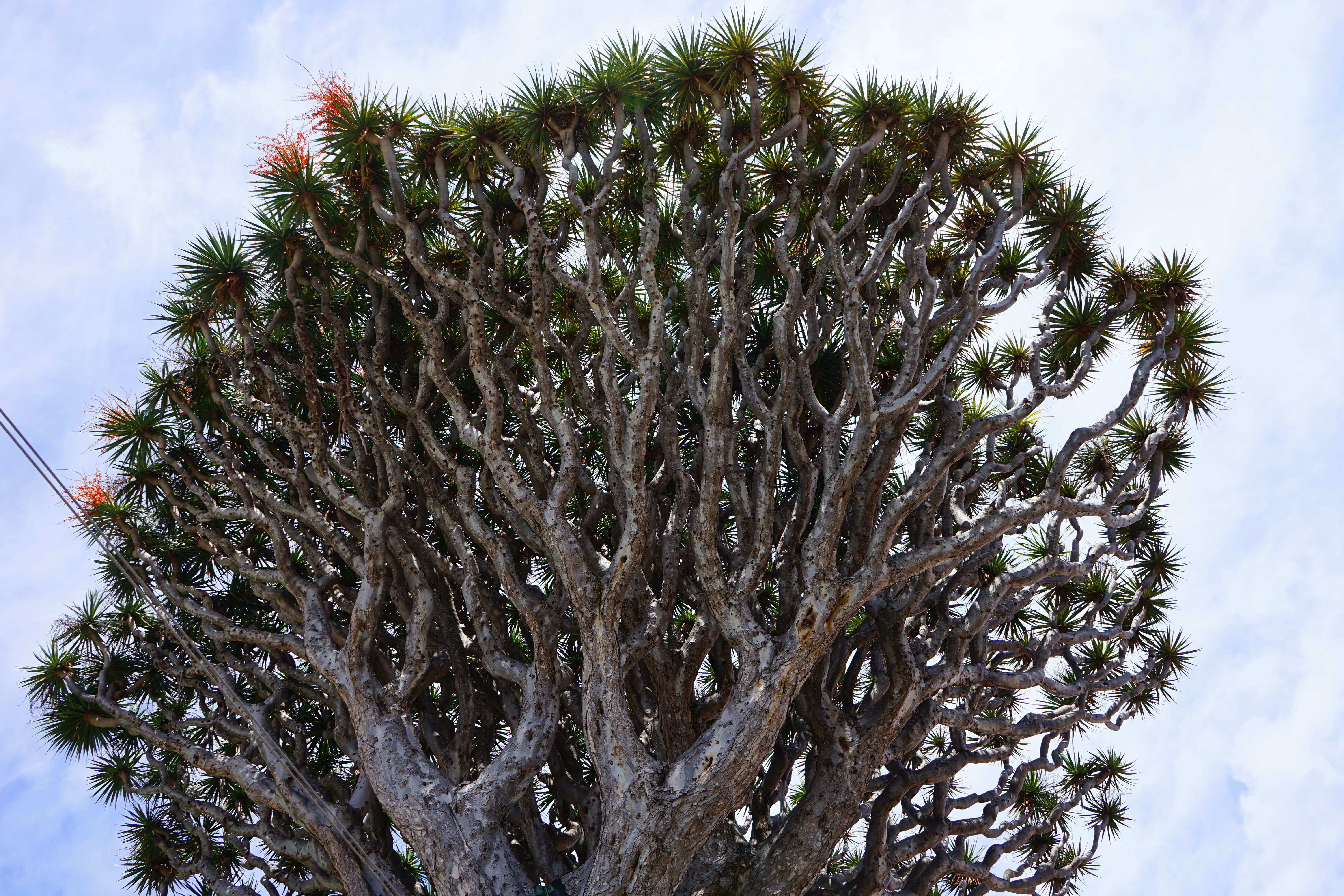 green color, icod de los vinos, el drago, asparagaceae, cloud - sky, no people, aesthetic, branch, tree, pine tree, trunk, nature, dracaena draco, canary island dragon tree, HD Wallpaper