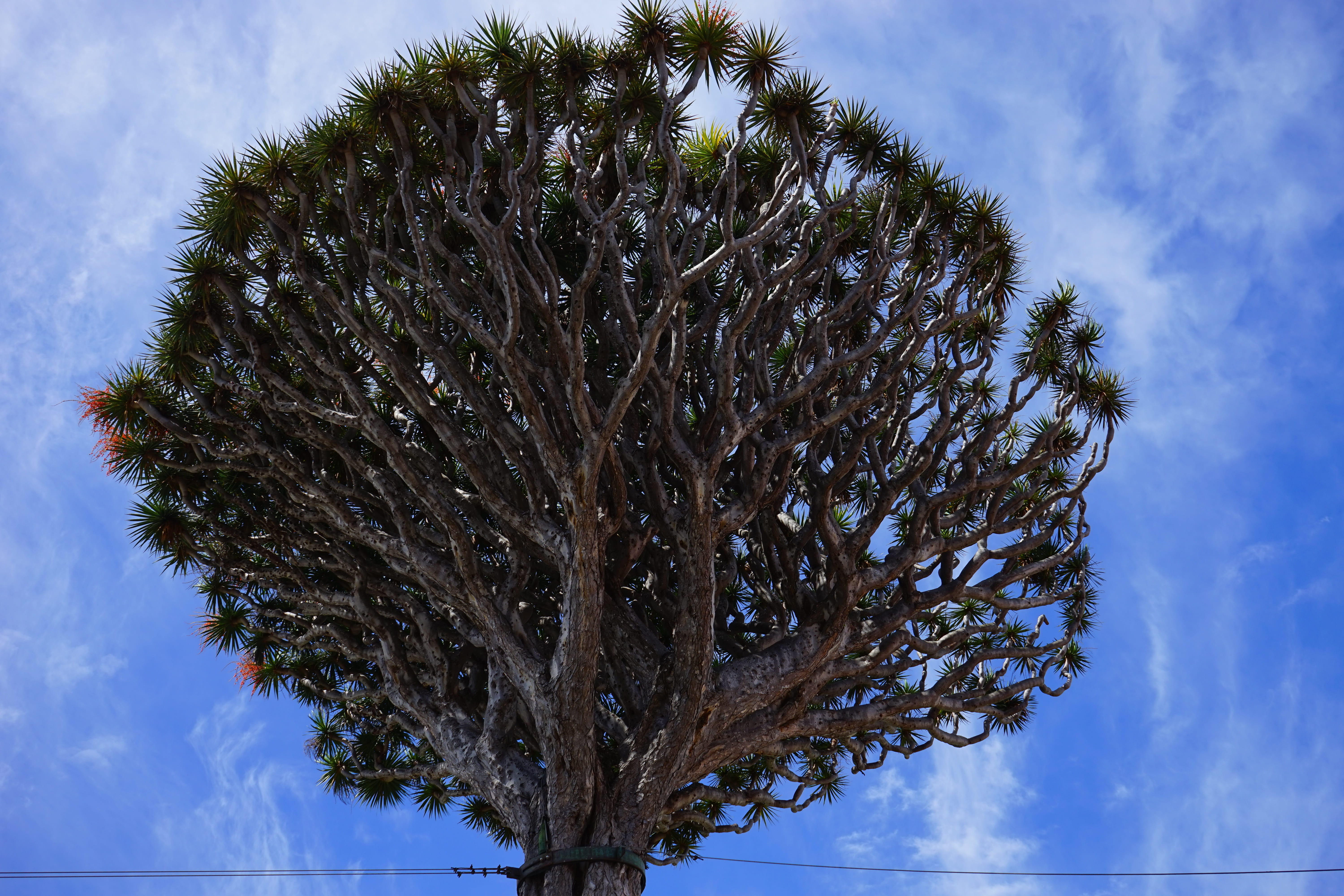 outdoors, branches, asparagus plant, tree, crown, tranquil scene, inflorescences, bark, canary islands, branch, tree trunk, asparagaceae, beauty in nature, HD Wallpaper