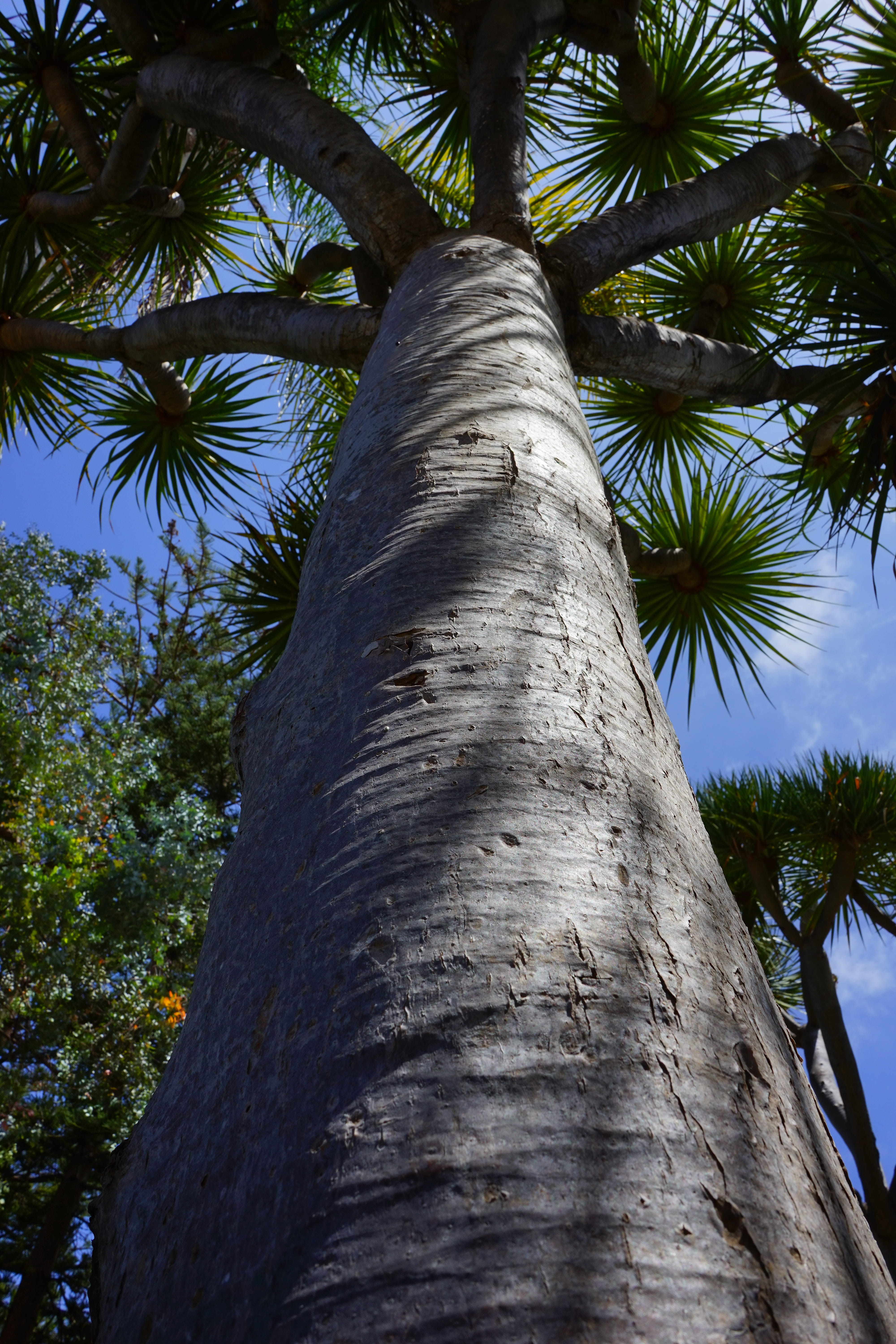 5K, dracaena draco, tree, outdoors, nature, growth, trunk, low angle view, tree canopy, day, directly below, tribe, dracaena, coconut palm tree, palm tree, Phone HD Wallpaper