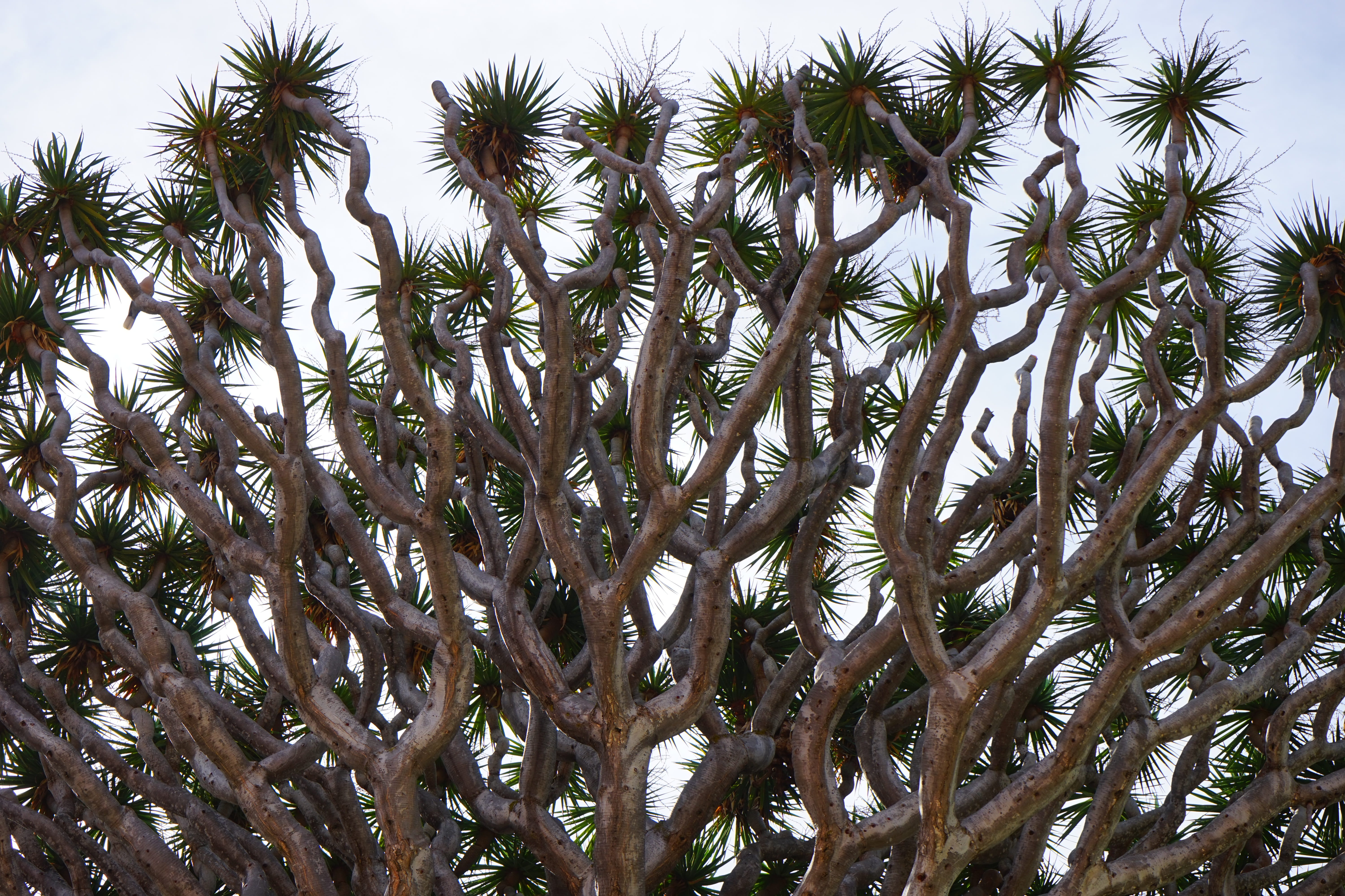 canary islands, el drago, growth, tranquility, sky, plant part, backgrounds, crown, full frame, aesthetic, close-up, tree, asparagus plant, pine tree, pine cone, HD Wallpaper
