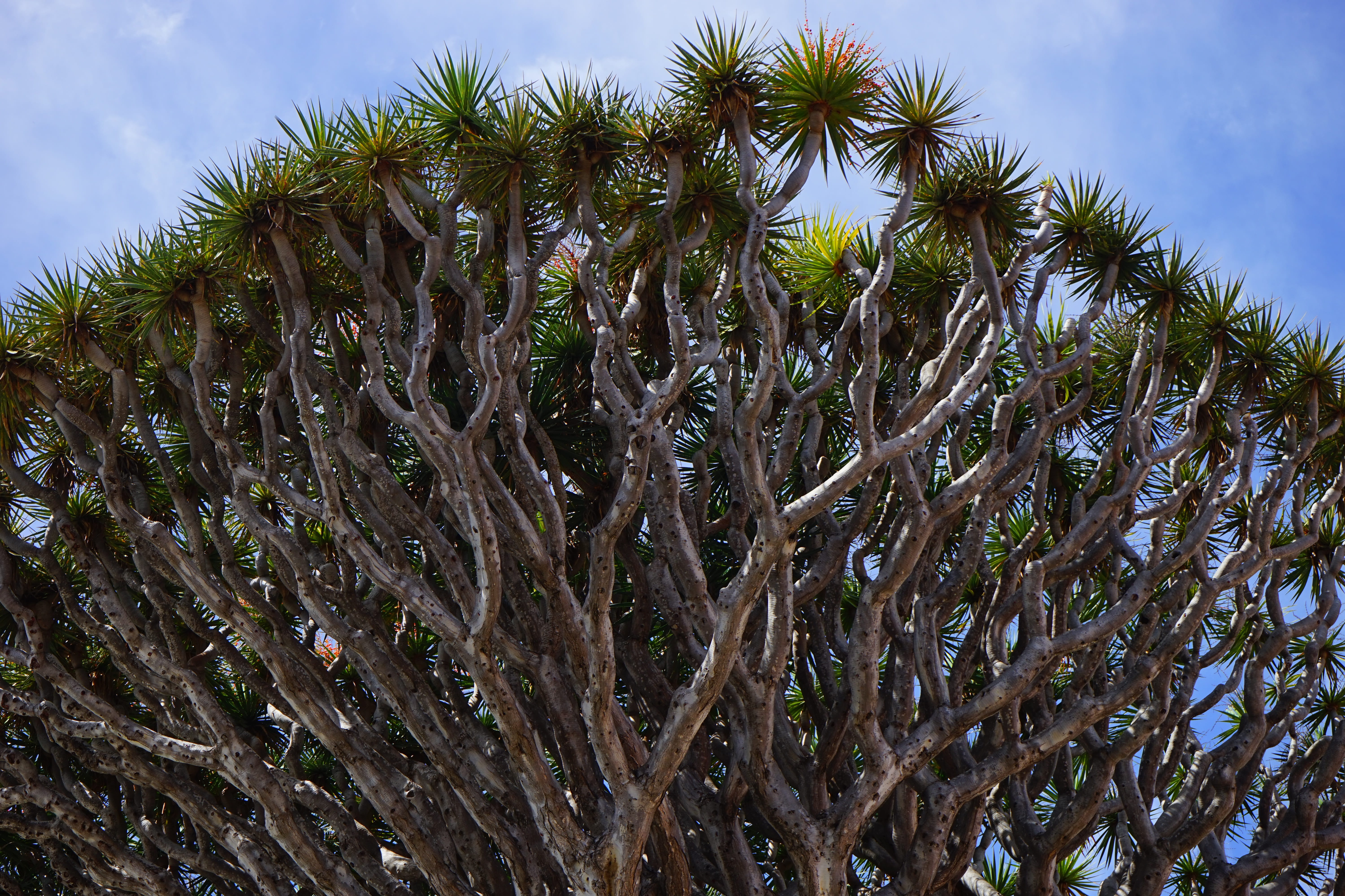el drago, 5K, cloud - sky, pine tree, beauty in nature, dracaena draco, agriculture, aesthetic, landscape, outdoors, palm tree, asparagus plant, asparagaceae, HD Wallpaper