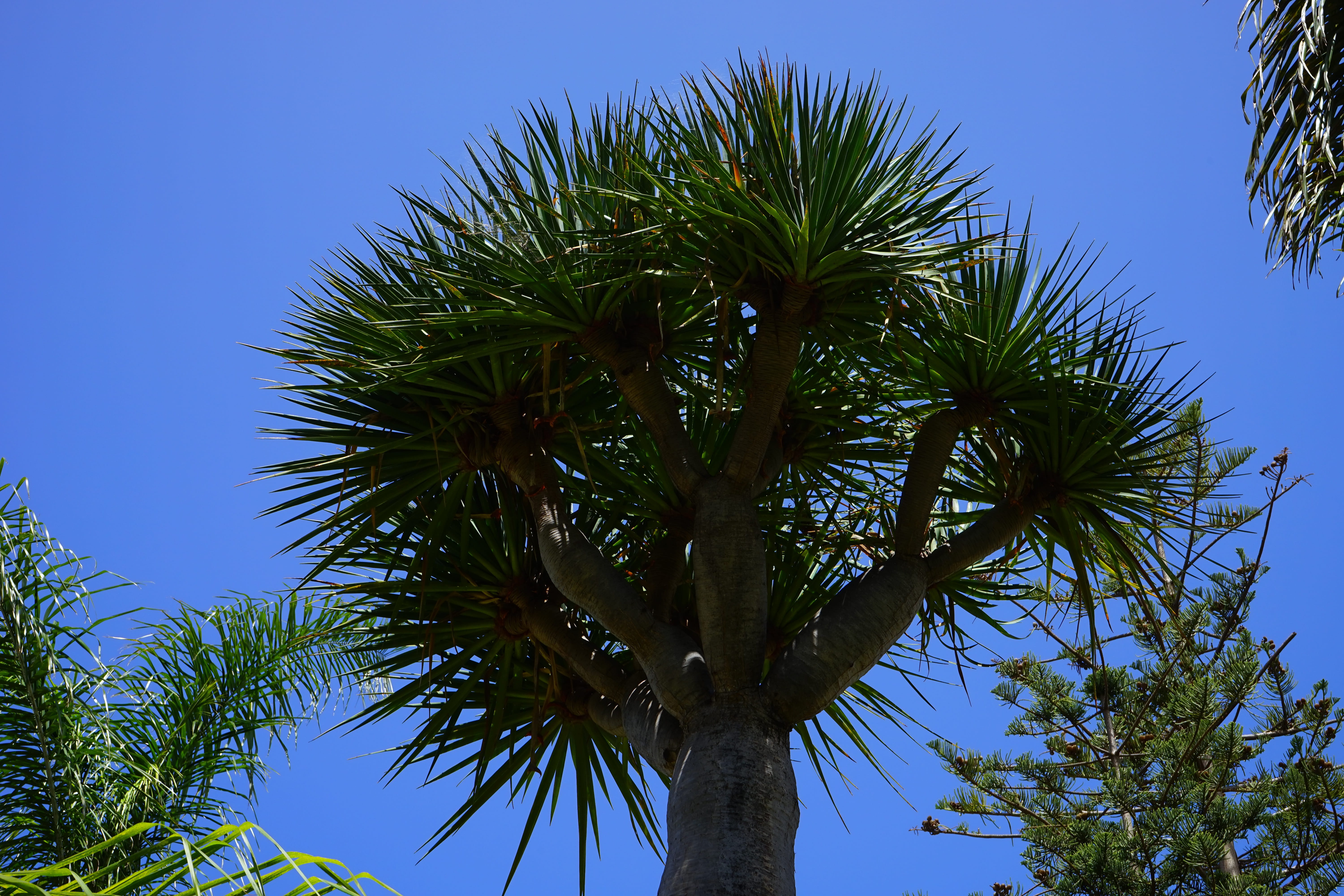 leaf, outdoors, coconut palm tree, tranquility, low angle view, blue, tree, plant, palm tree, dracaena draco, clear sky, no people, Canary Island, tropical climate, HD Wallpaper