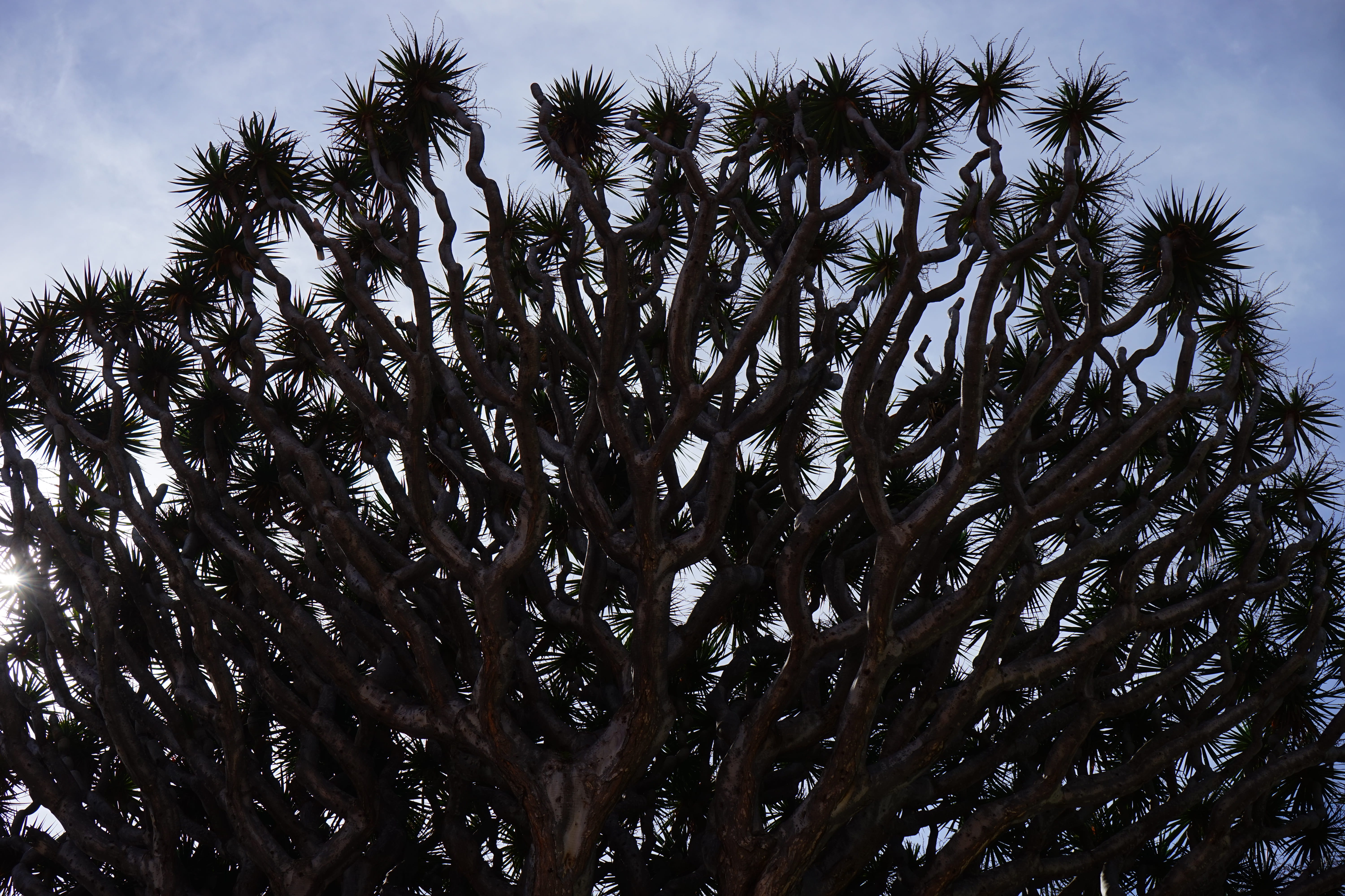 tropical tree, island, branch, pine tree, scenics - nature, land, beauty in nature, asparagaceae, cloud - sky, crown, canary island dragon tree, dracaena draco, HD Wallpaper