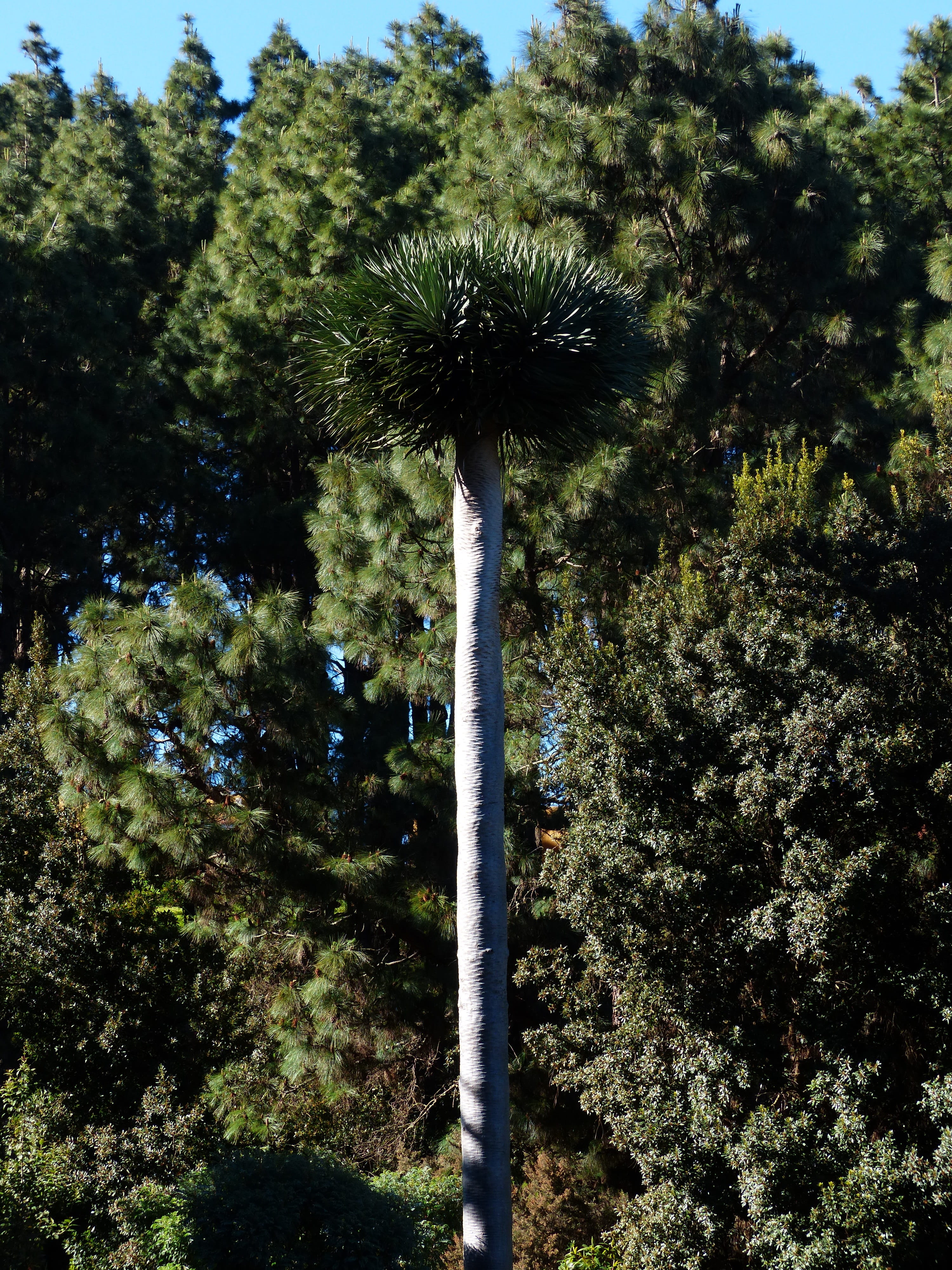 outdoors, 4K, forest, low angle view, tenerife, Tribe, tall - high, nature, tree trunk, tranquil scene, sunlight, palm tree, Palm, tranquility, palm, no people, Phone HD Wallpaper