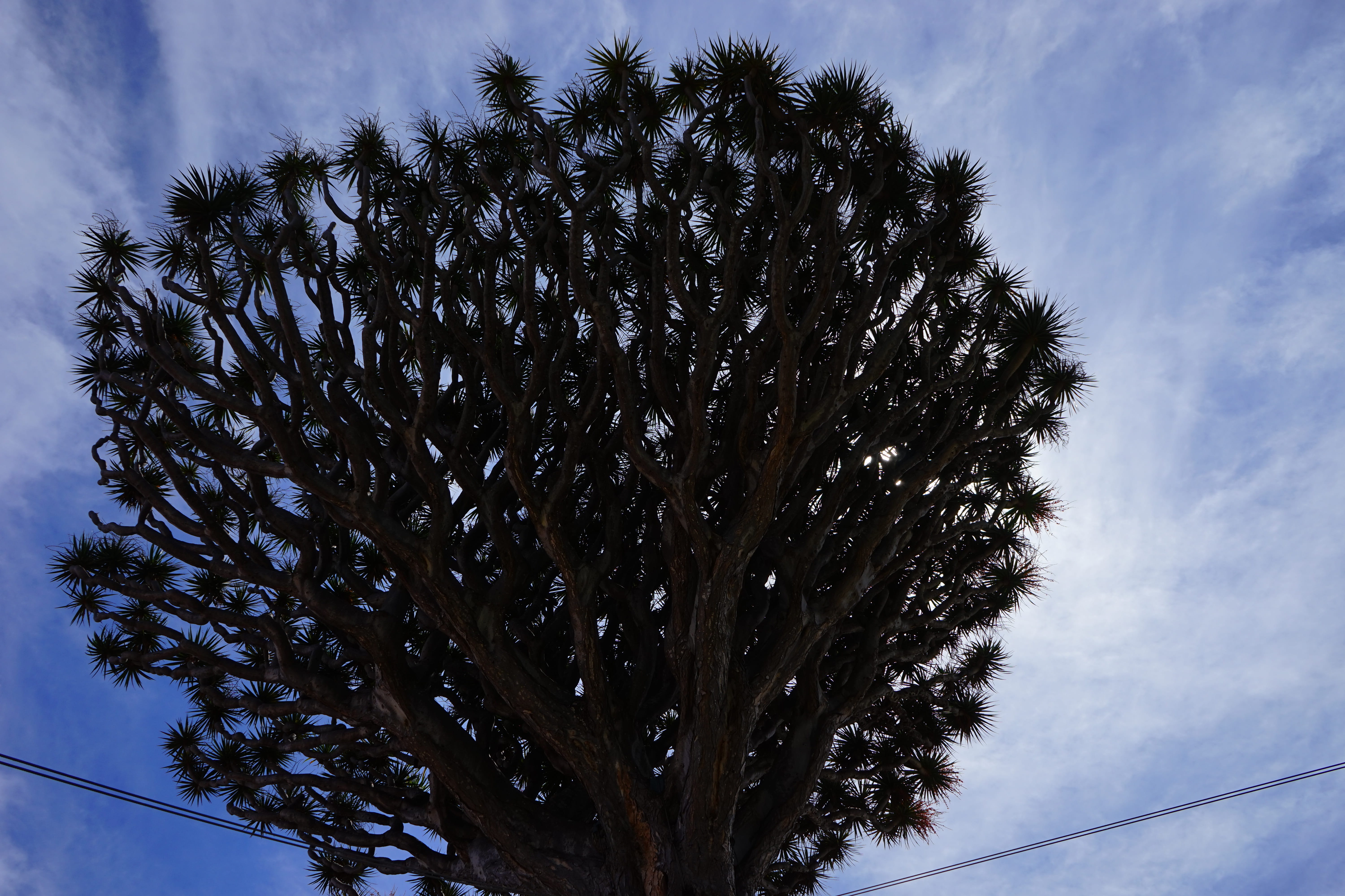 asparagaceae, dracaena, beauty in nature, outdoors, dracaena draco, tranquility, 5K, canary, icod de los vinos, plant, tranquil scene, branches, coniferous tree, HD Wallpaper