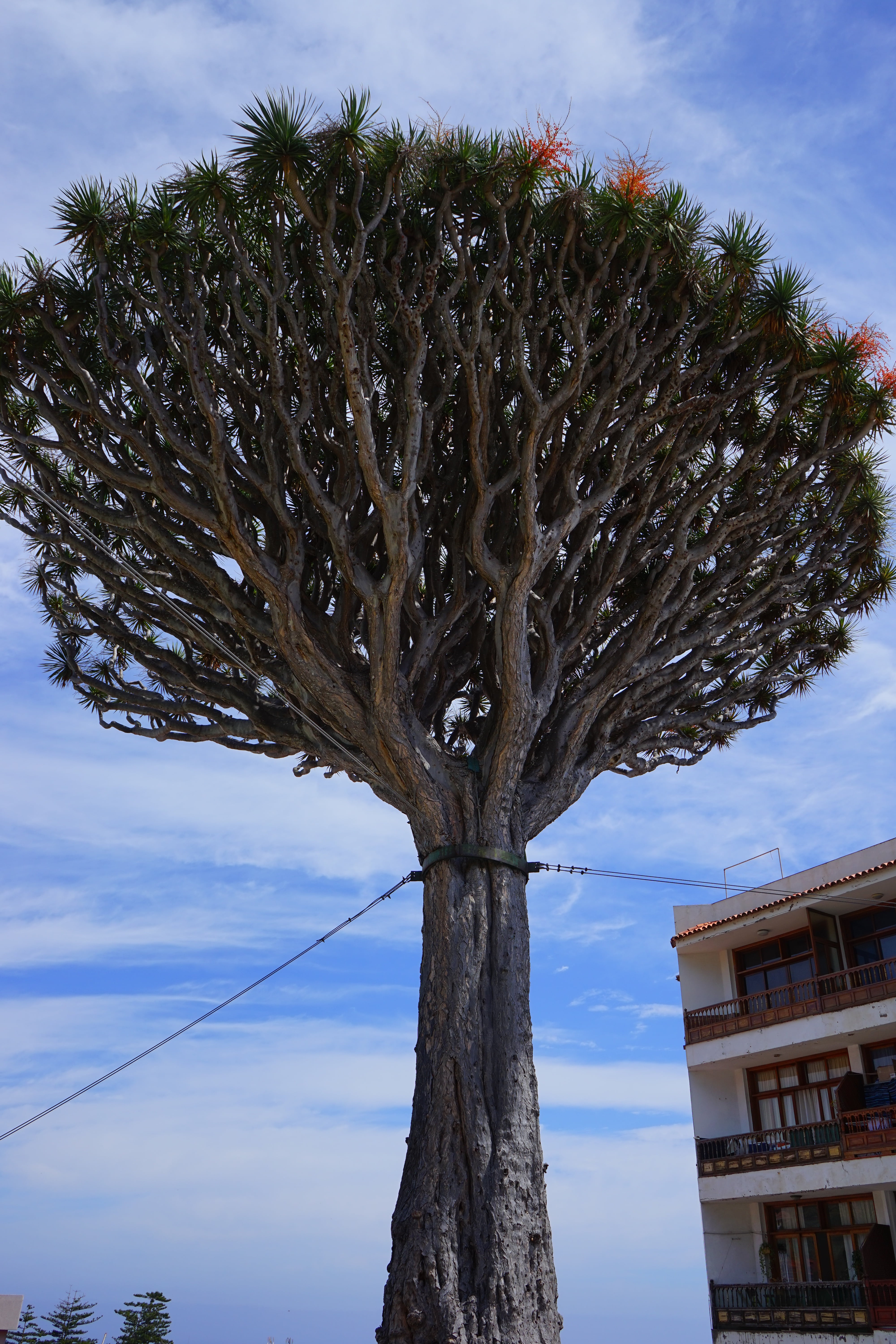 support, no people, el drago, icod de los vinos, low angle view, building exterior, outdoors, tipping hazard, branch, dragon tree, dracaena draco, palm tree, Phone HD Wallpaper
