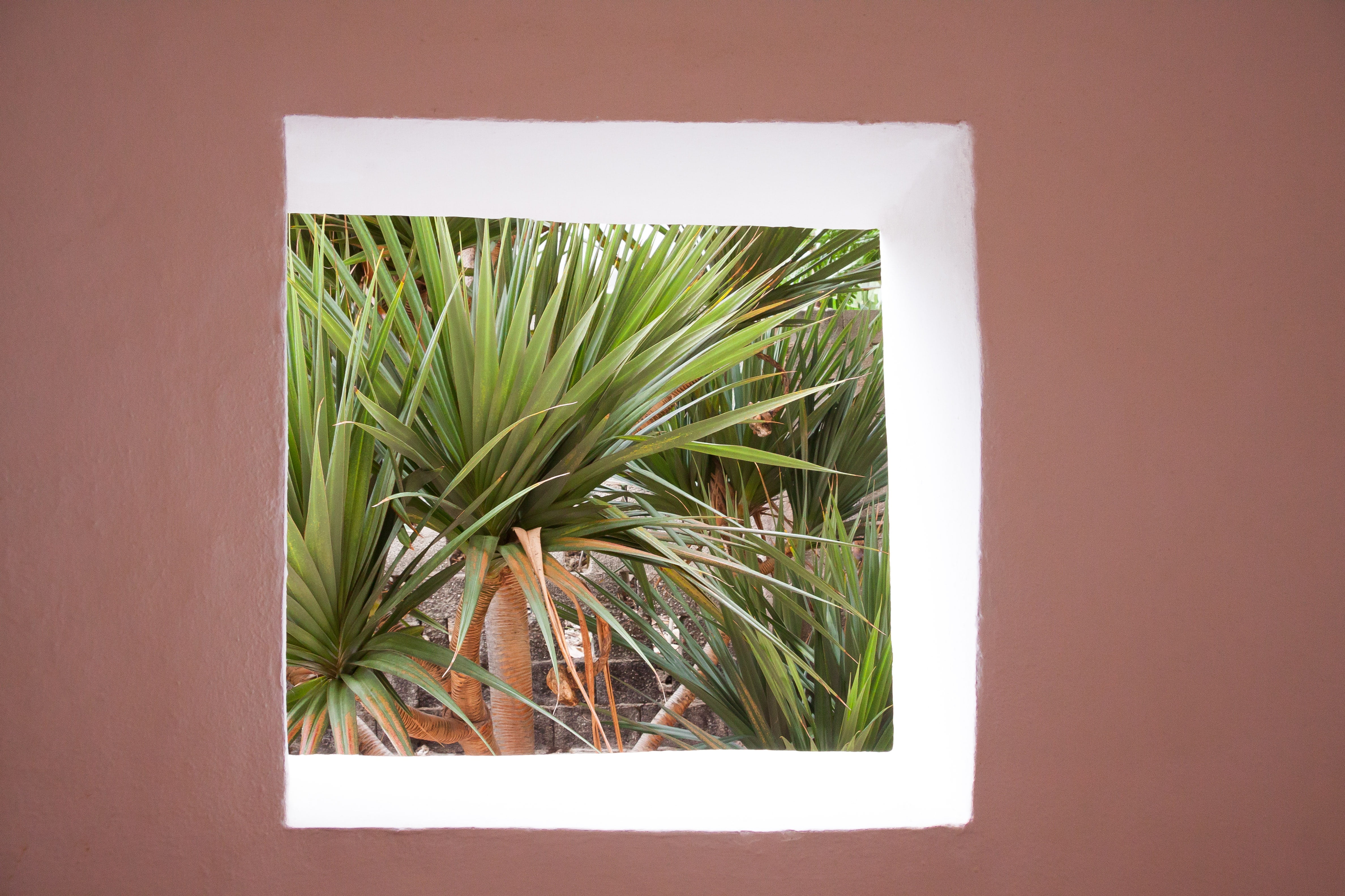 grass, green color, canary island dragon tree, tree, palm tree, nature, home, palm leaf, no people, square, window, built structure, dracaena draco, tropical climate, HD Wallpaper