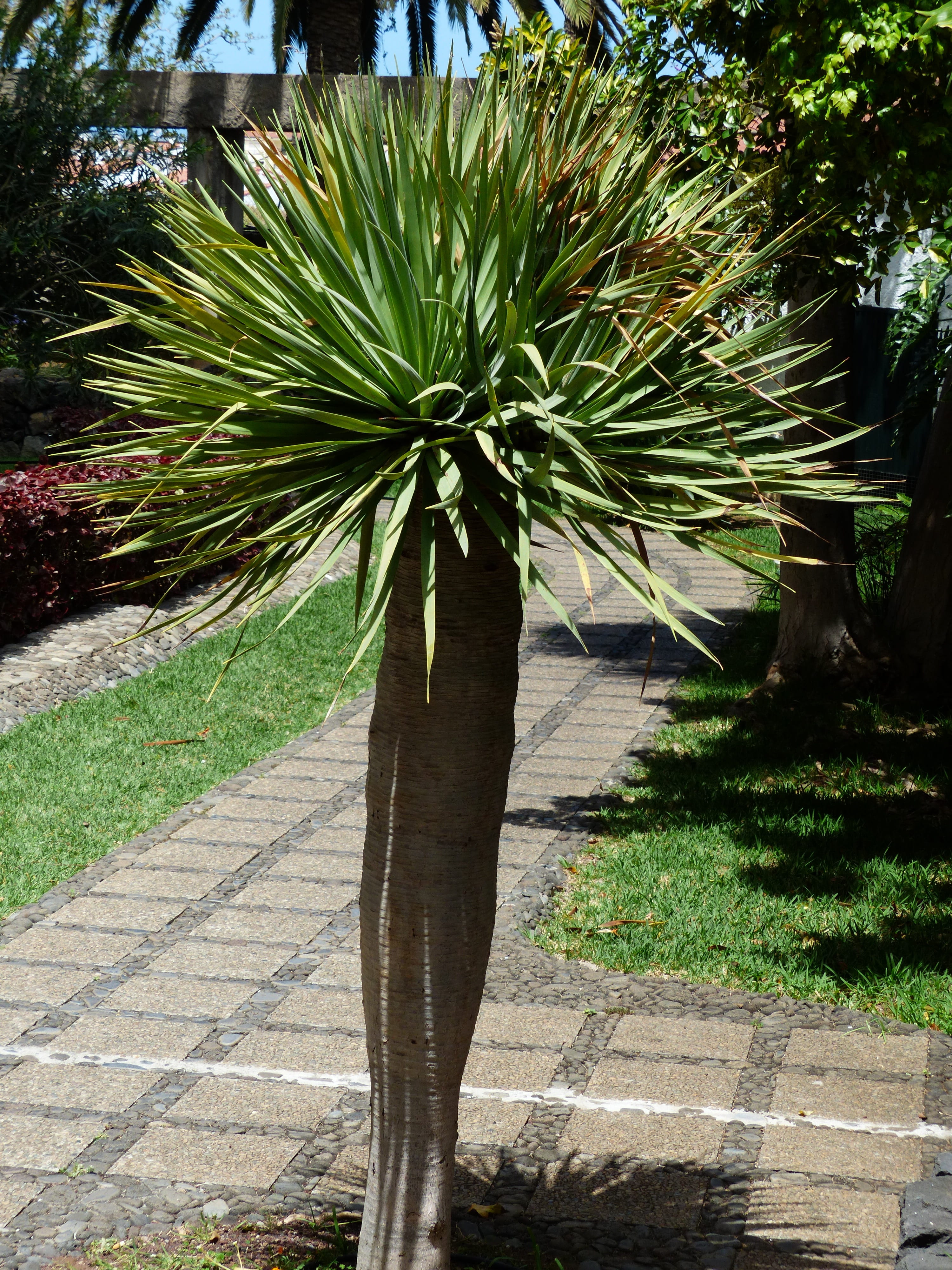 outdoors, park - man made space, garden path, dragon tree, nature, sunlight, green color, shadow, palm, plant, dracaena draco, day, no people, 4K, beauty in nature, Phone HD Wallpaper