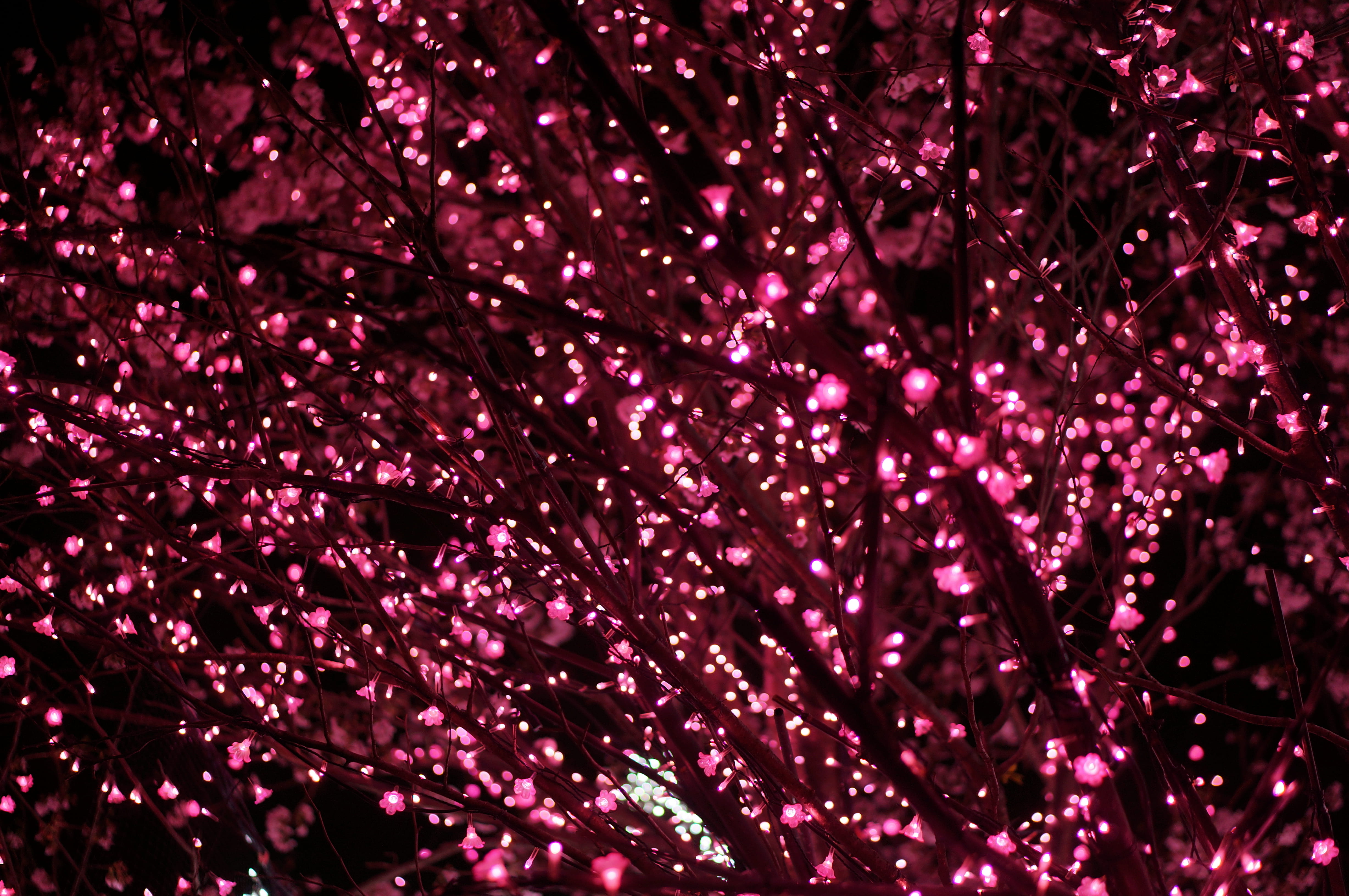 wildlife, neon, pink, brown, celebration, freshness, beauty in nature, night, backgrounds, pink color, 4K, flower, illuminated, tokyo, nature, full frame, HD Wallpaper