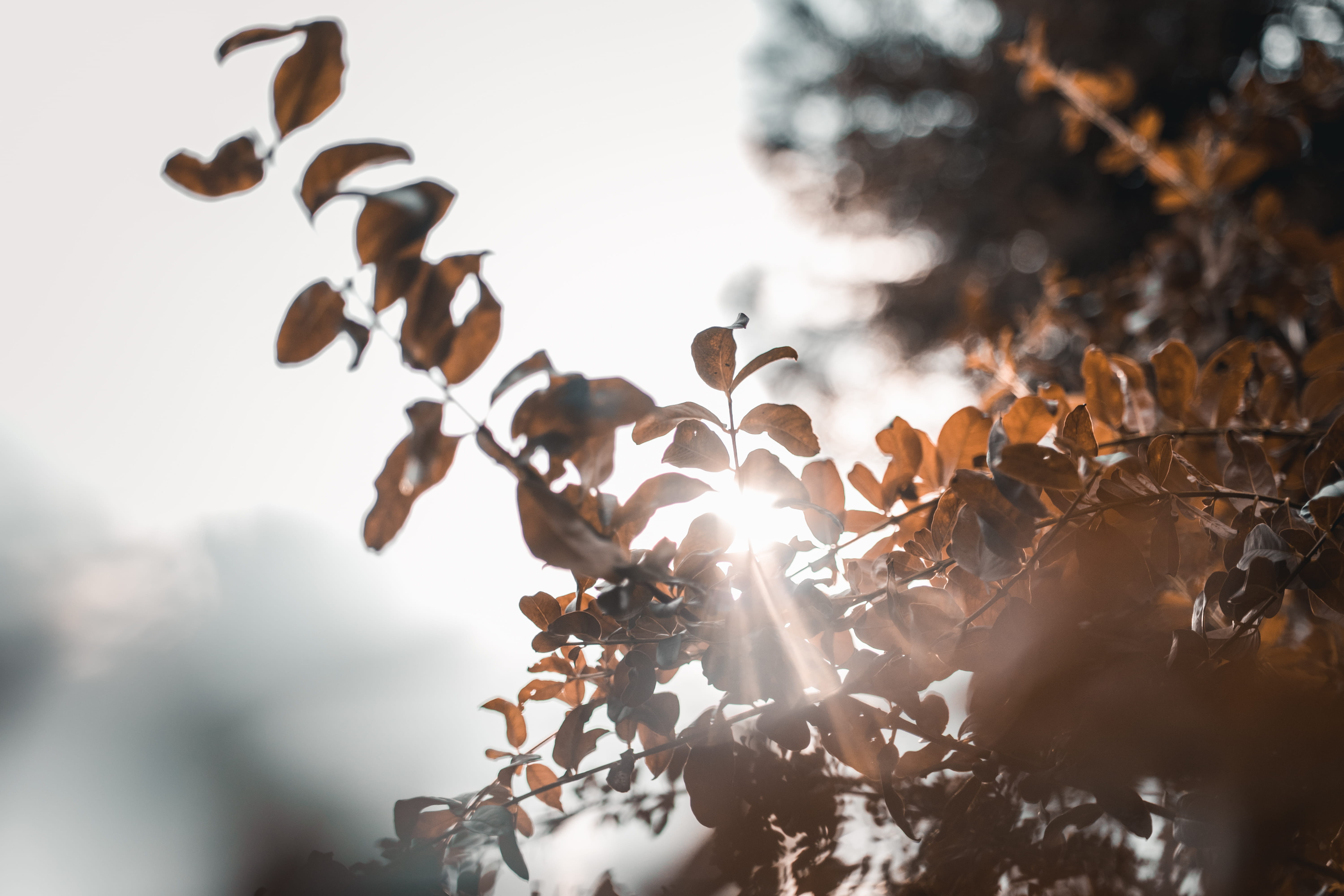 growth, cool, tree, desktop, leaves, selective focus, no people, change, animals in the wild, green, beauty in nature, veins, day, branch, HD Wallpaper