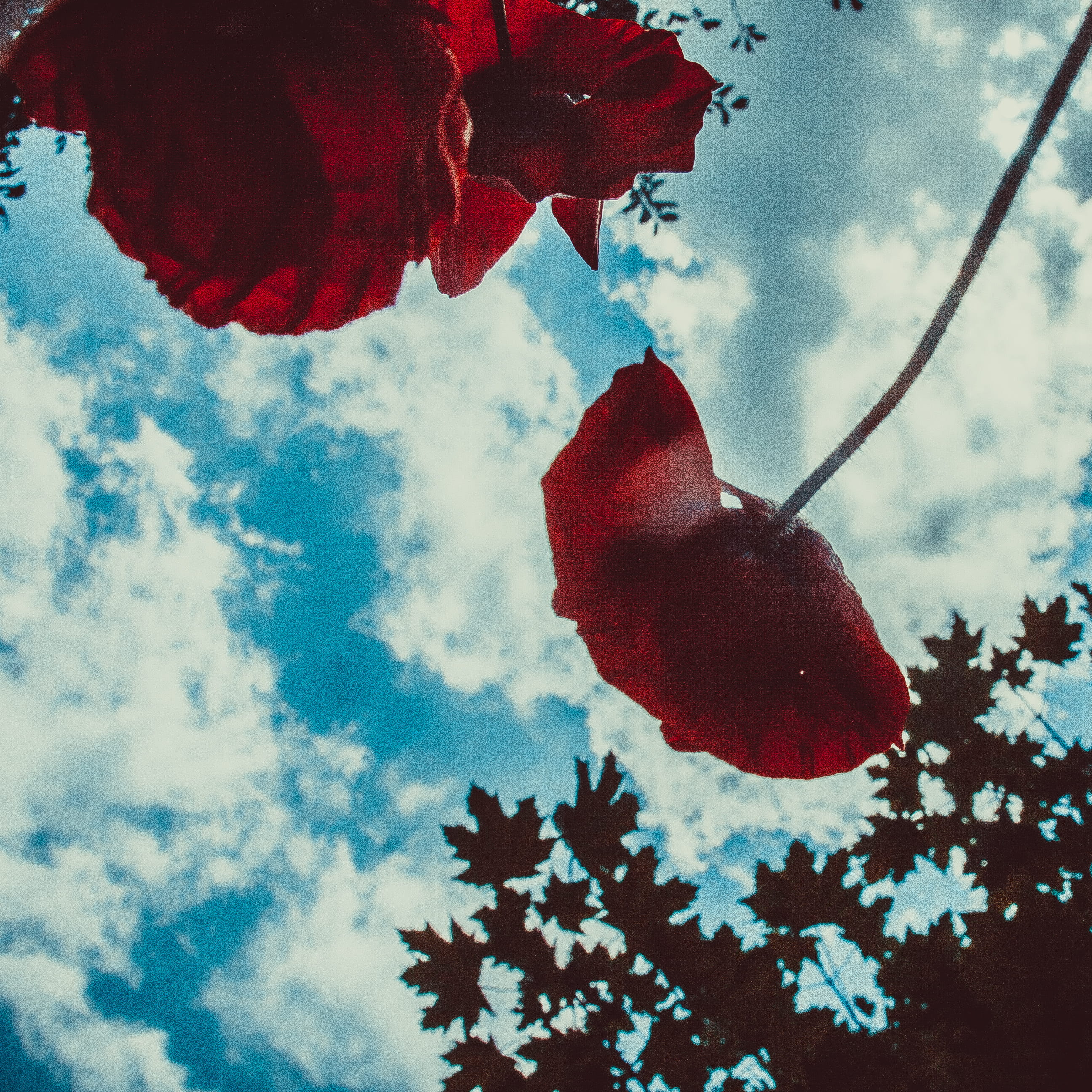 low angle view, poppy, growth, cloud - sky, red, nature, glitter, petal, food, plant, freshness, blossom, heart, light, geranium, outdoors, focus on foreground, Phone HD Wallpaper