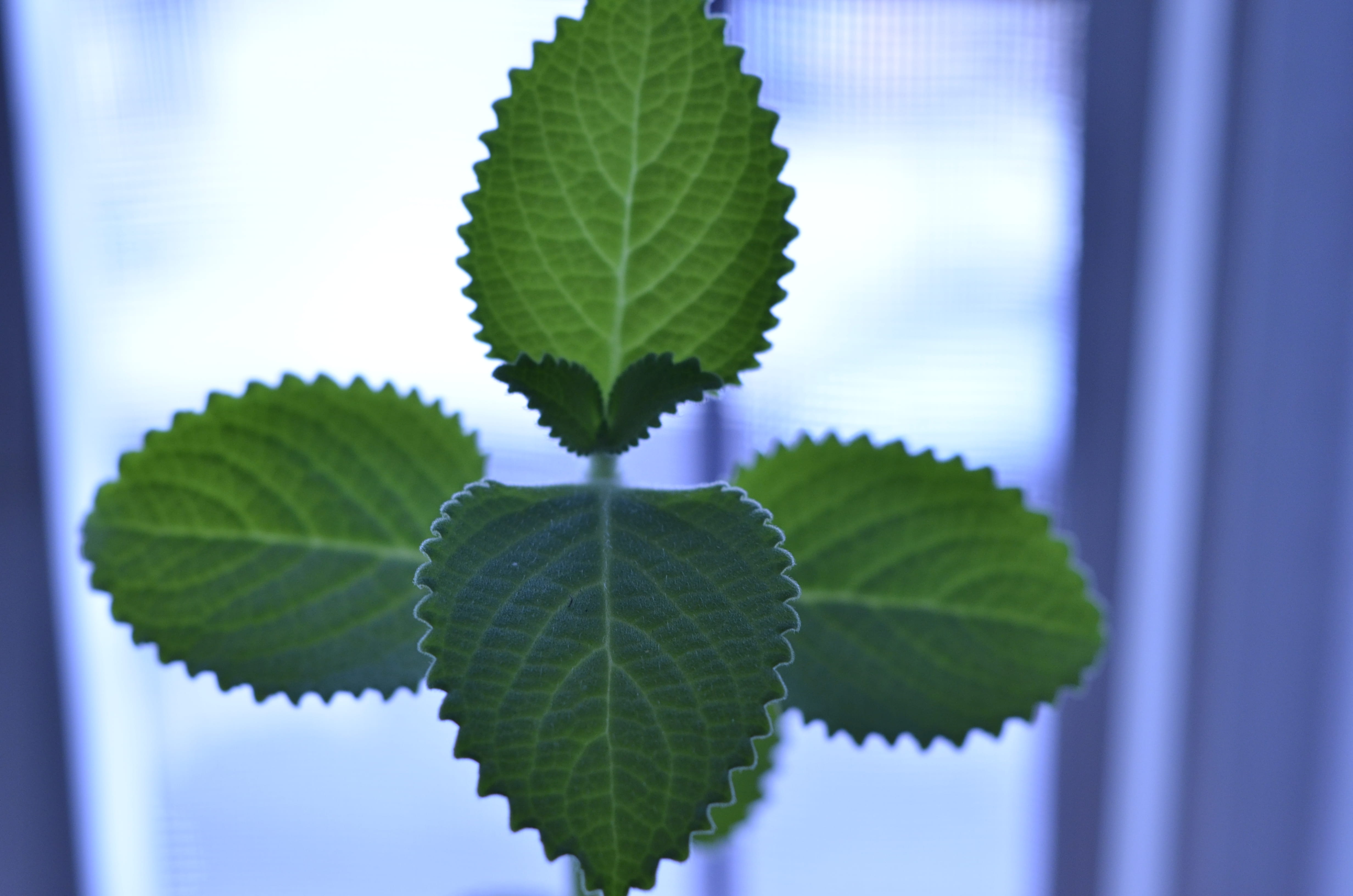 plant, freshness, veins, vase, selective focus, mojito, flowers, cylinder, focus on foreground, cocktail, 4K, no people, studio shot, spring, neon, alcohol, HD Wallpaper