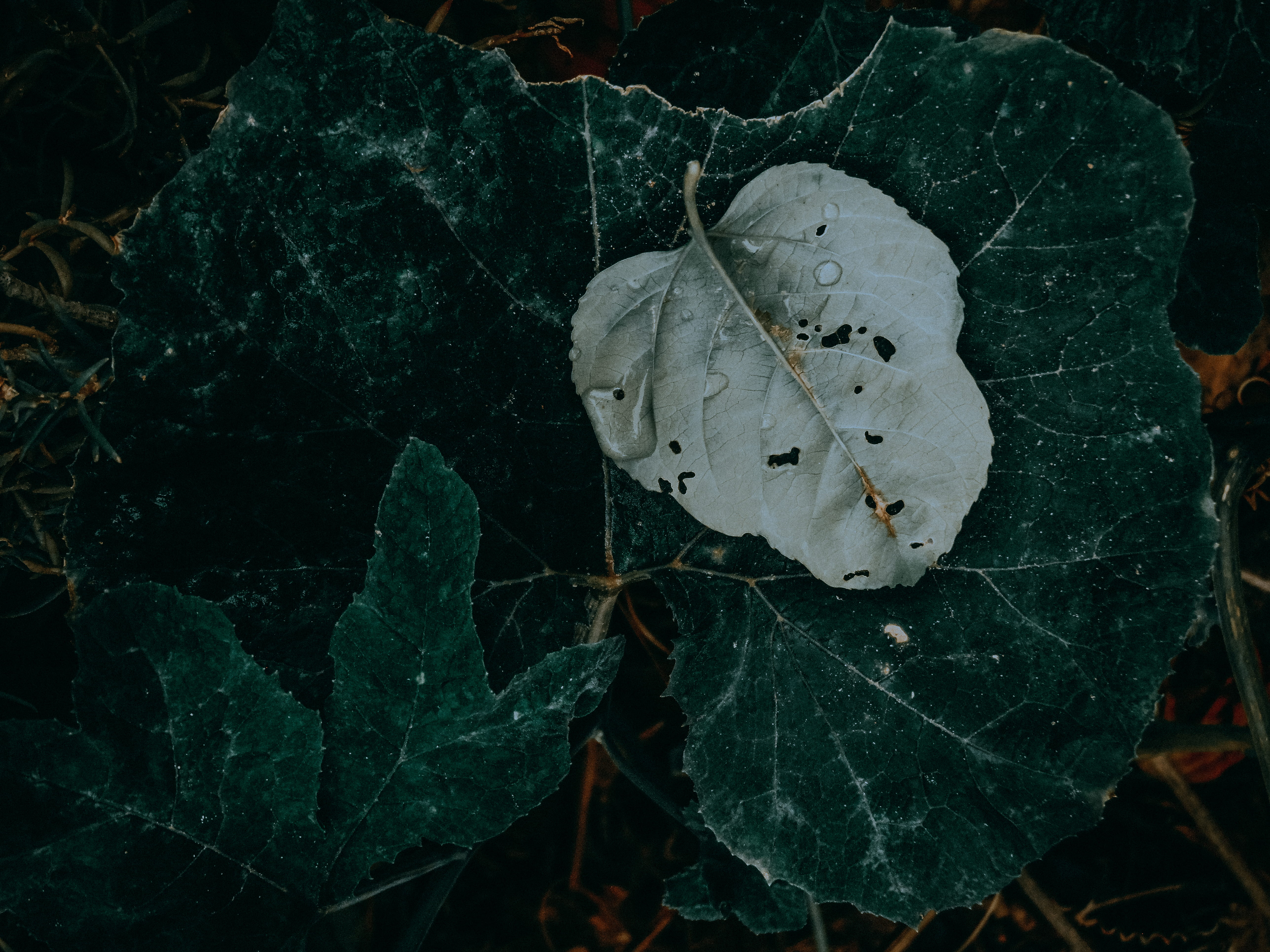 texture, field, dry, vulnerability, banister, dragonfly, change, leaf vein, invertebrate, fragility, ivy, maple leaf, handrail, veins, green color, leaves, HD Wallpaper