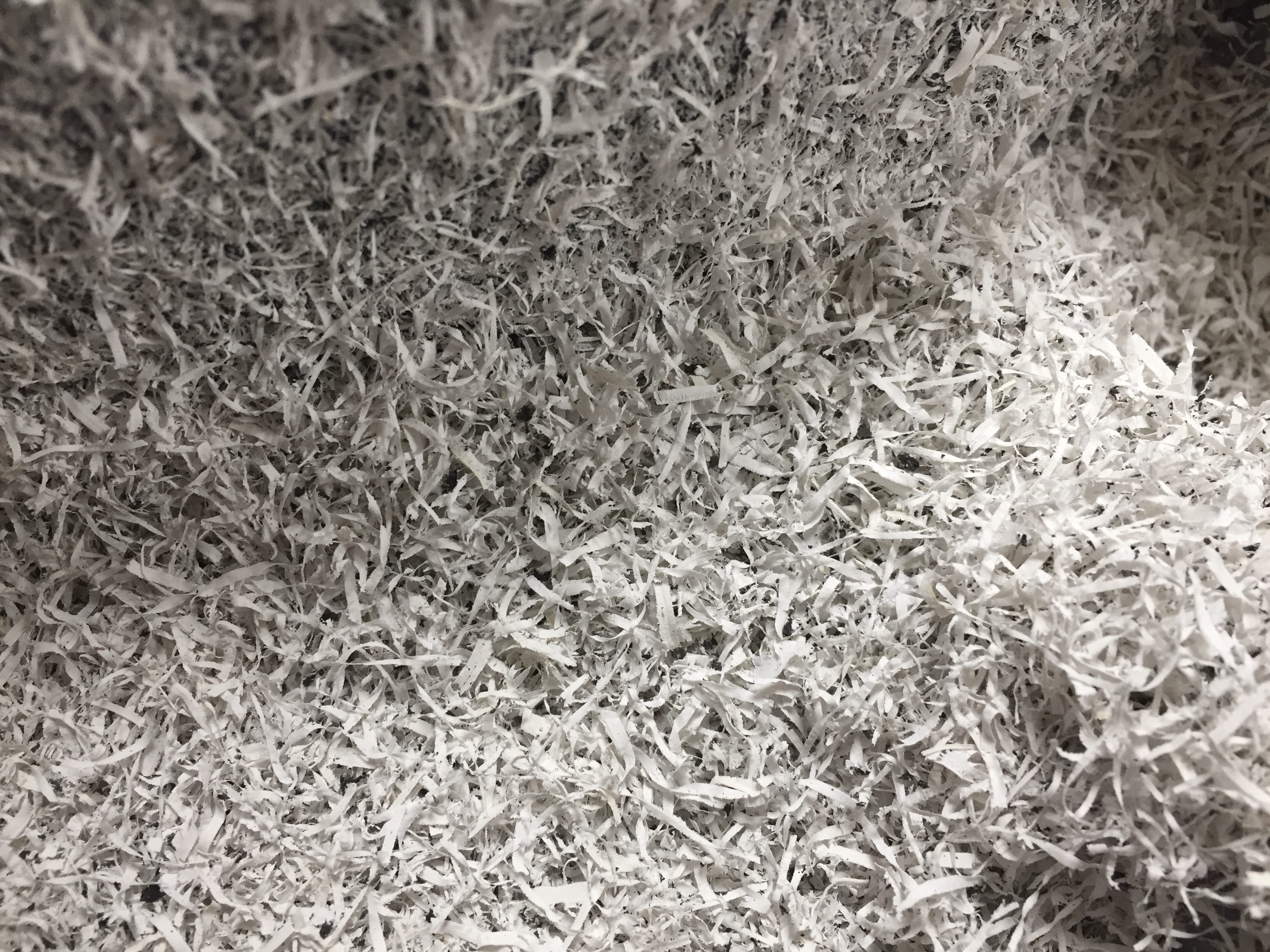 nature, high angle view, plant, pattern, cricket insect, moss, insect, white, wool, aluminium, texture, crumpled, invertebrate, abundance, indoors, carpet - decor, HD Wallpaper