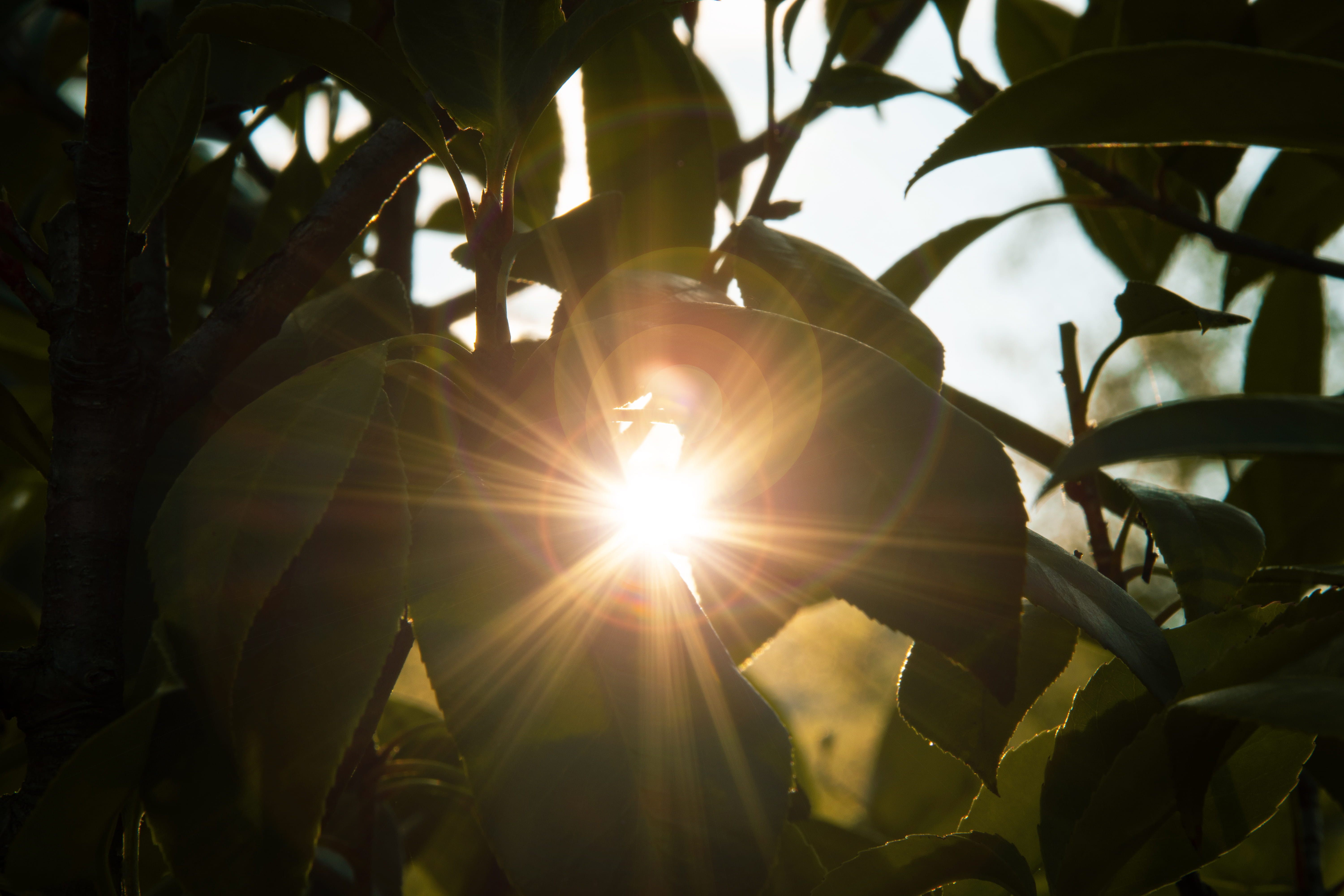 glitter, streaming, outdoors, close-up, sun, jug, daytime, plant part, branch, switzerland, golden retriever, sunset, campus, summer, light, 5K, mühlethurnen, HD Wallpaper