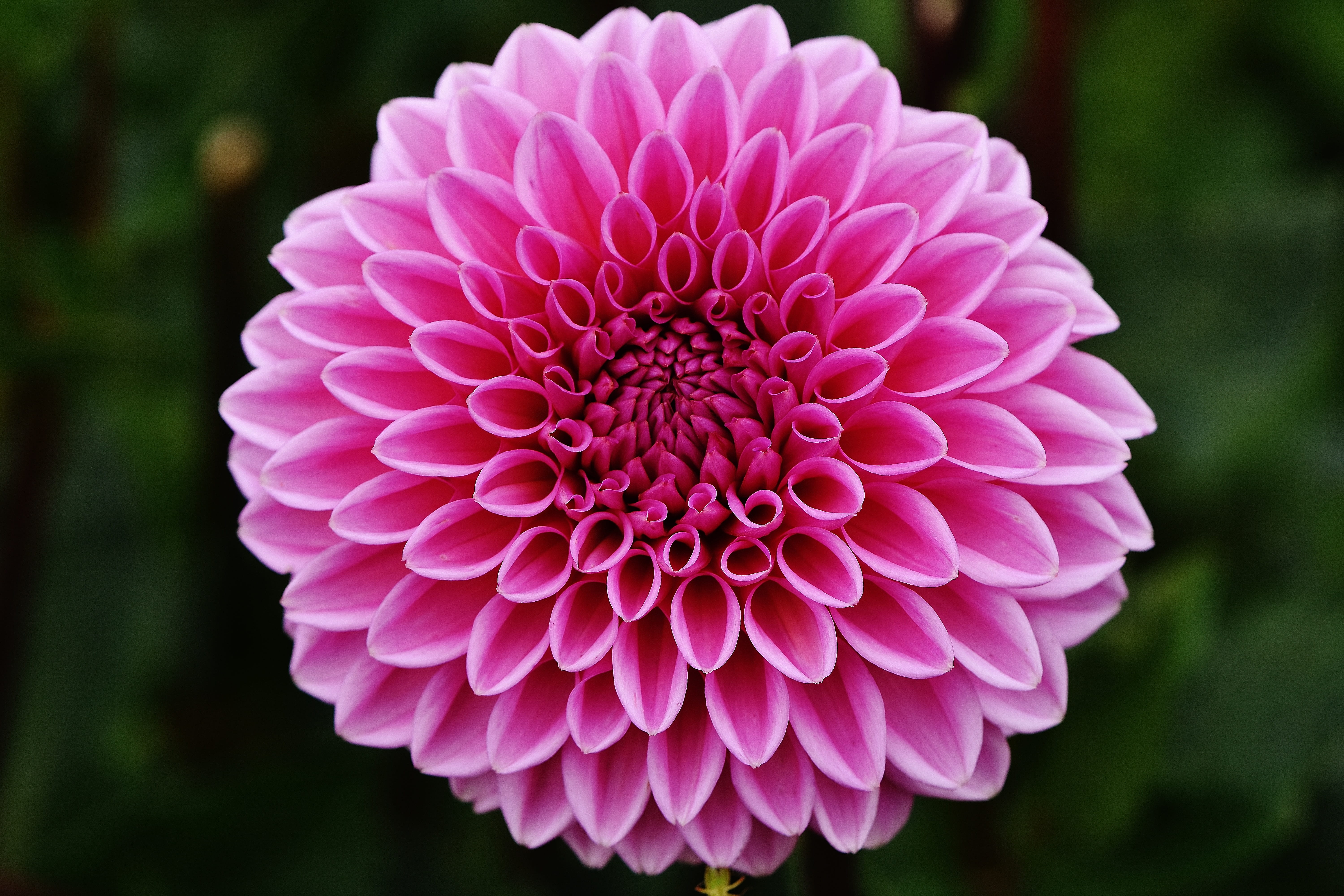 dahlia, no people, flower, nature, botany, day, focus on foreground, garden, close-up, white, vulnerability, ornamental flower, 5K, flowering plant, pink color, HD Wallpaper