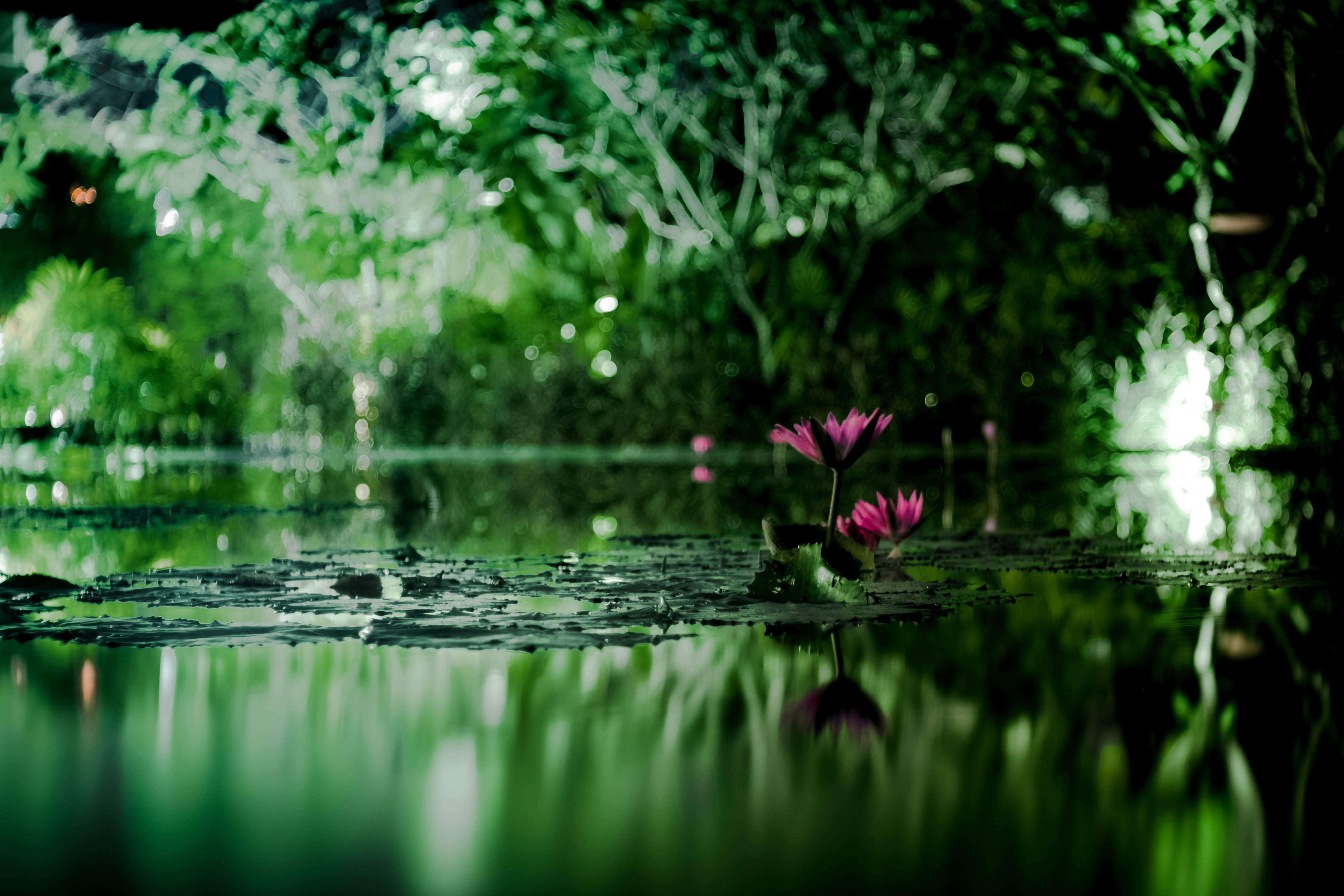 water lily, vulnerability, green, floating on water, purple, floating, puddle, beauty in nature, pond lily, bird, pond, tree, fragility, body, petal, ripple, HD Wallpaper