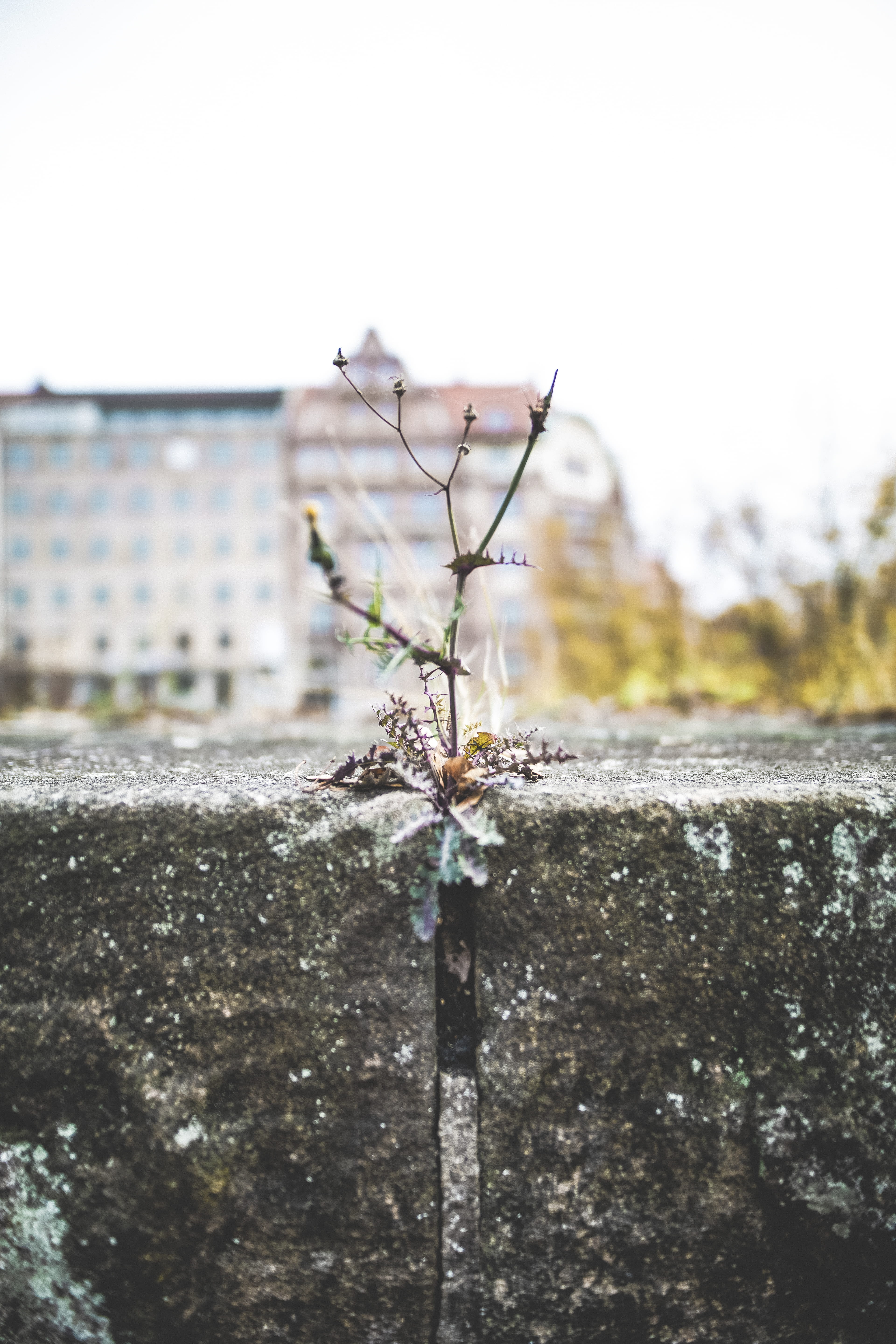 invertebrate, tree, blossom, nature, tree trunk, 5K, boundary, green, architecture, wall - building feature, bark, sky, day, produce, growth, insect, animal, Phone HD Wallpaper