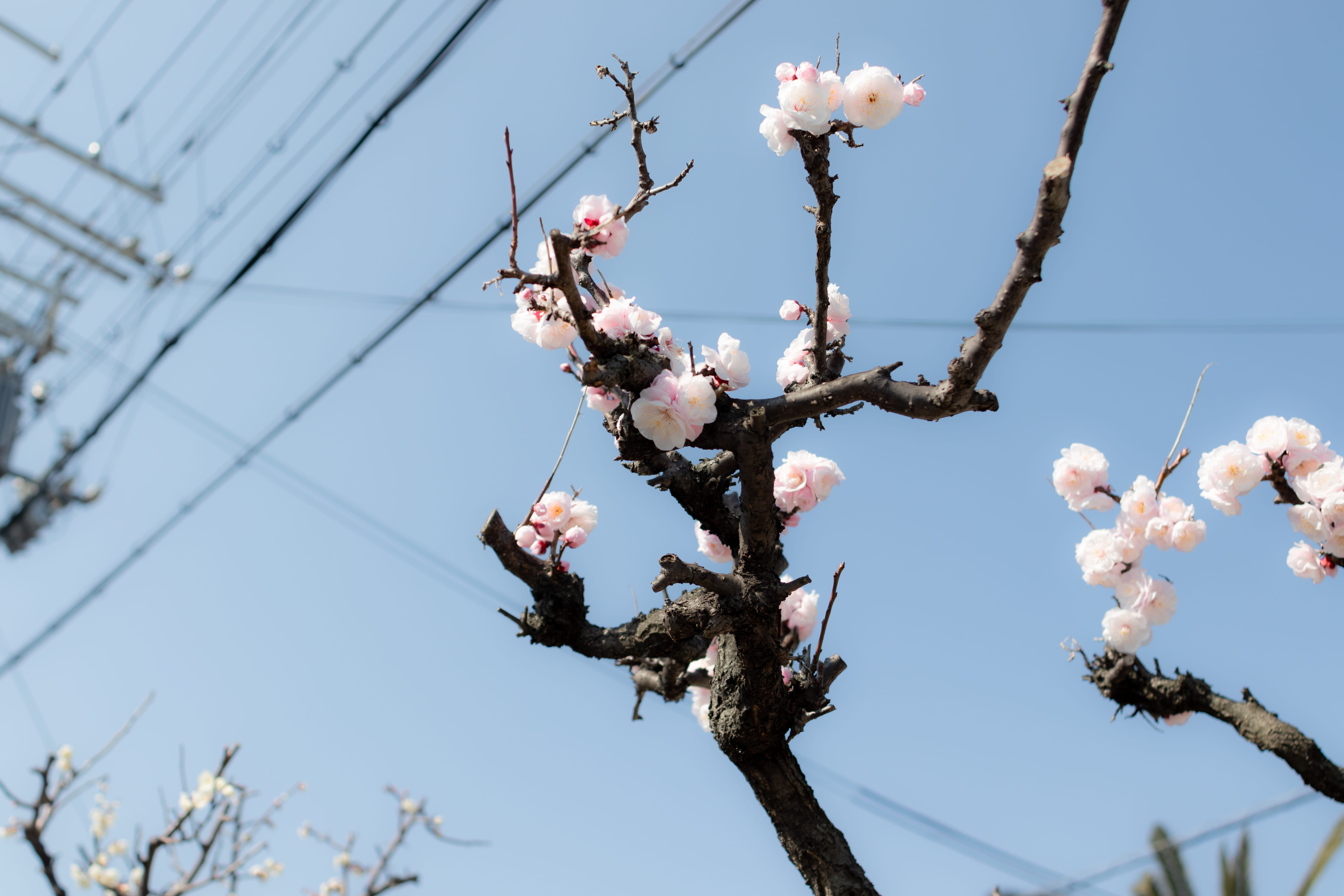 flowering plant, flower, food, produce, sky, freshness, sakura, bird, nature, vulnerability, architecture, blossom, no people, japan, tree, close-up, osaka, HD Wallpaper
