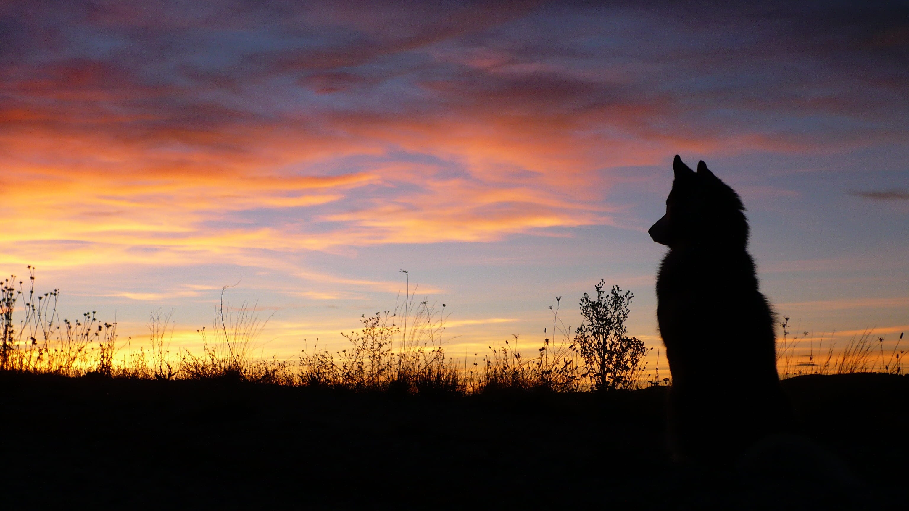 nature, golden, grass, pets, wolf, animal, beauty in nature, non-urban scene, profile dog, plant, cloud - sky, land, hour, real people, sunset, sky, sits, HD Wallpaper