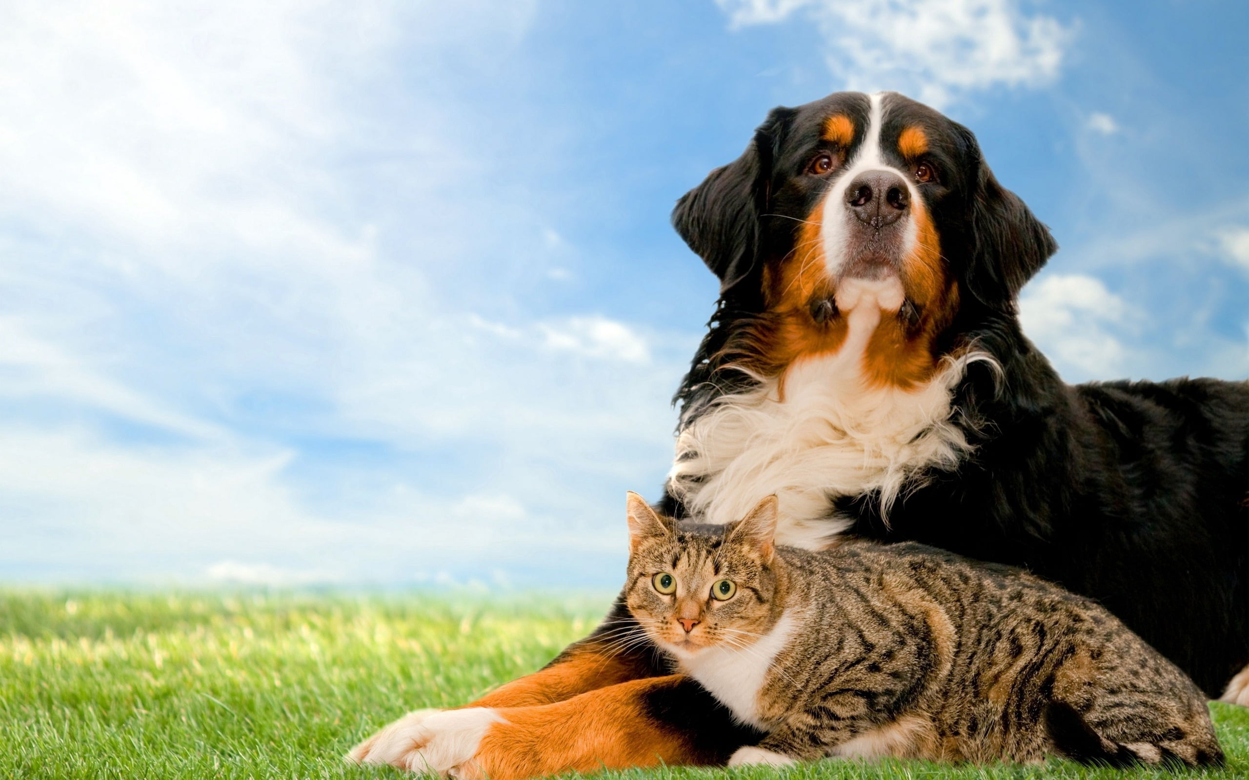 green Color, mammal, meadow, grass, nature, puppy, black, cloud - sky, cute, obedience, domestic, animals And Pets, fur, mountain, friendship, no People, HD Wallpaper