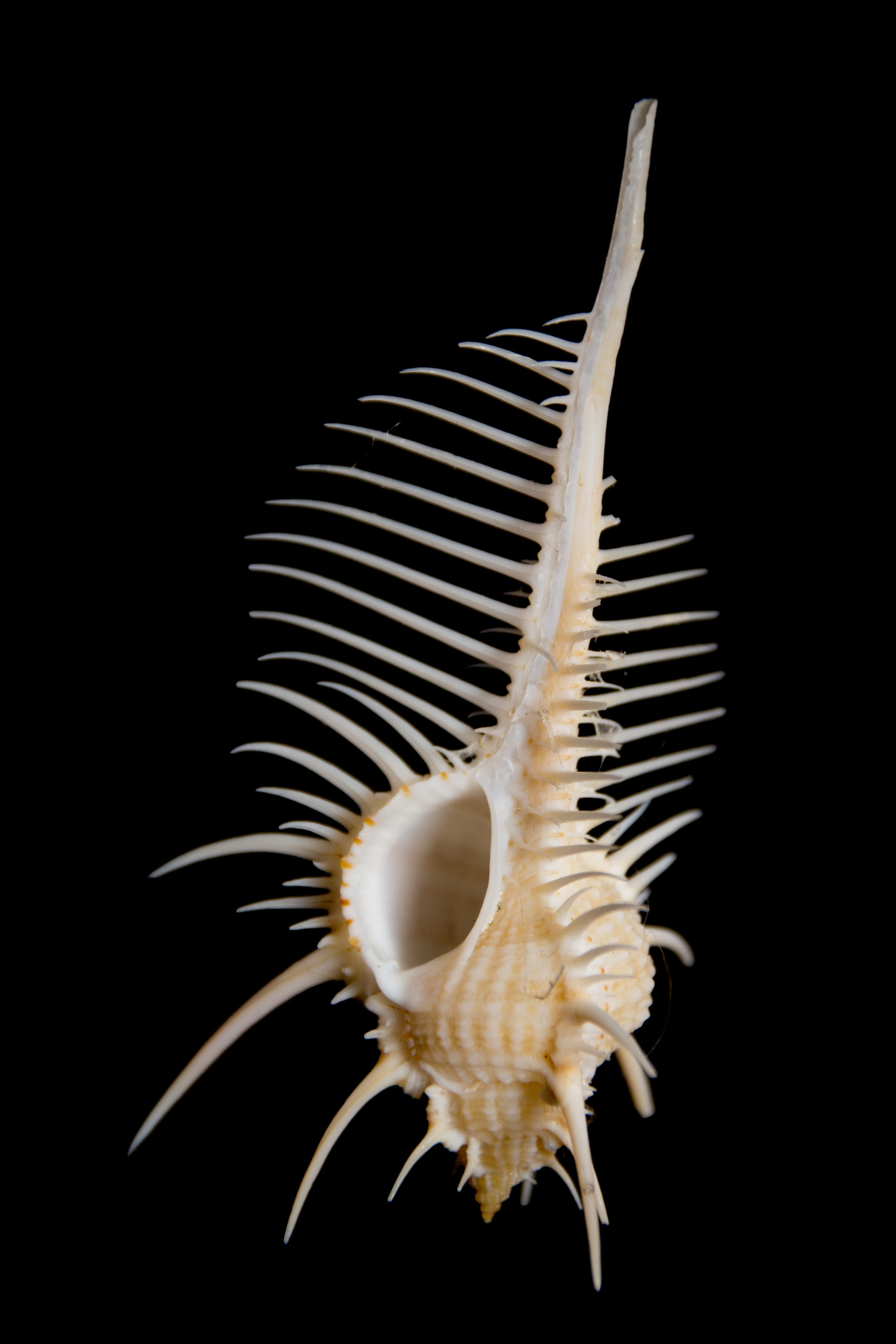 full length, single object, indoors, snail shell, marine, spikes, studio shot, 5K, animal wildlife, animal, one animal, animals in the wild, sea life, Phone HD Wallpaper