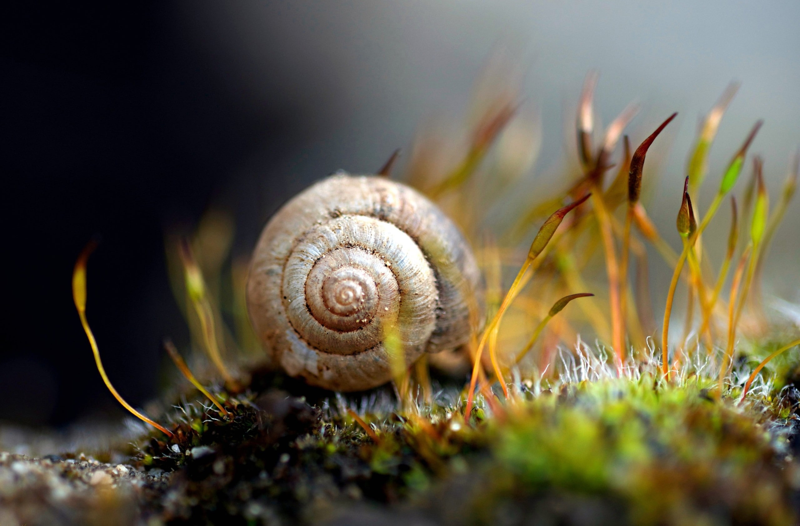 2K, snail, animals, spiral, macro, plants, nature, HD Wallpaper