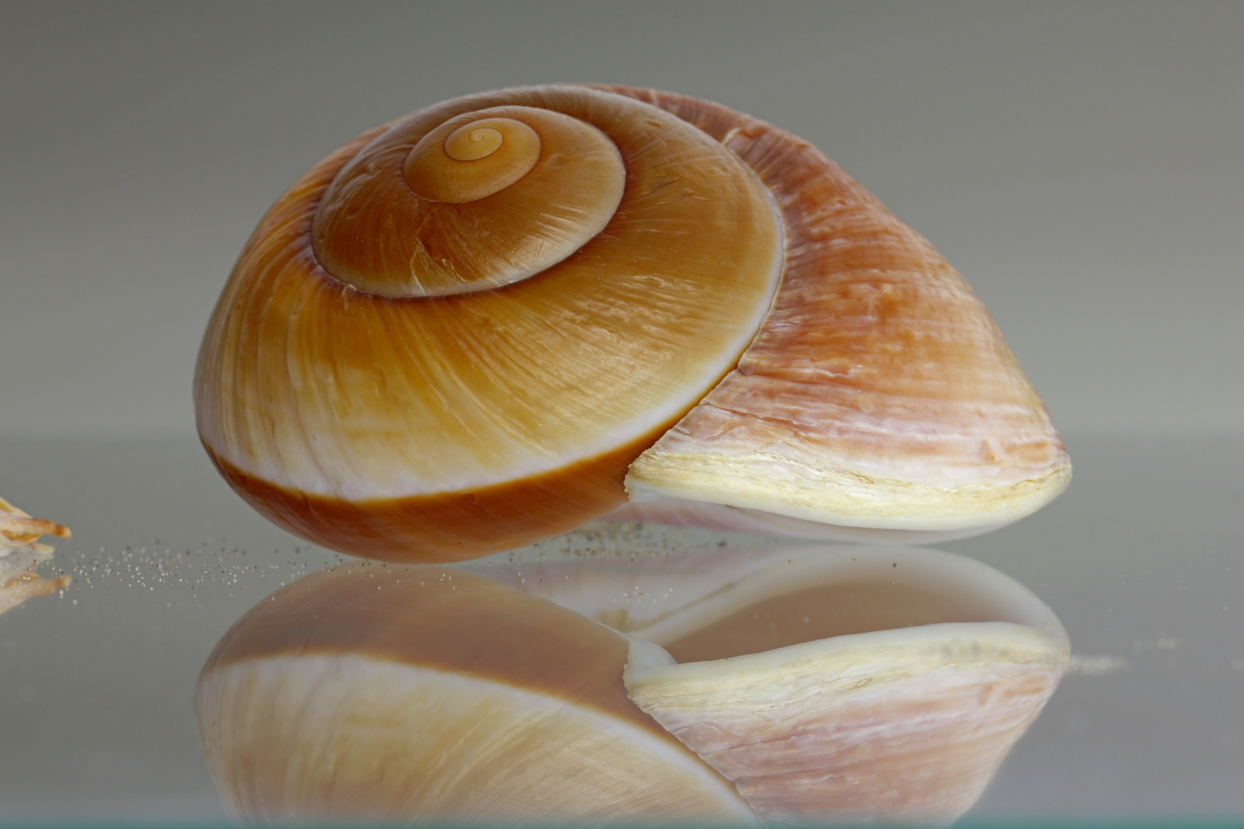 food, slice, freshness, studio shot, pattern, no people, group of objects, decorative, seashell, focus on foreground, single object, animal wildlife, sea snail, HD Wallpaper