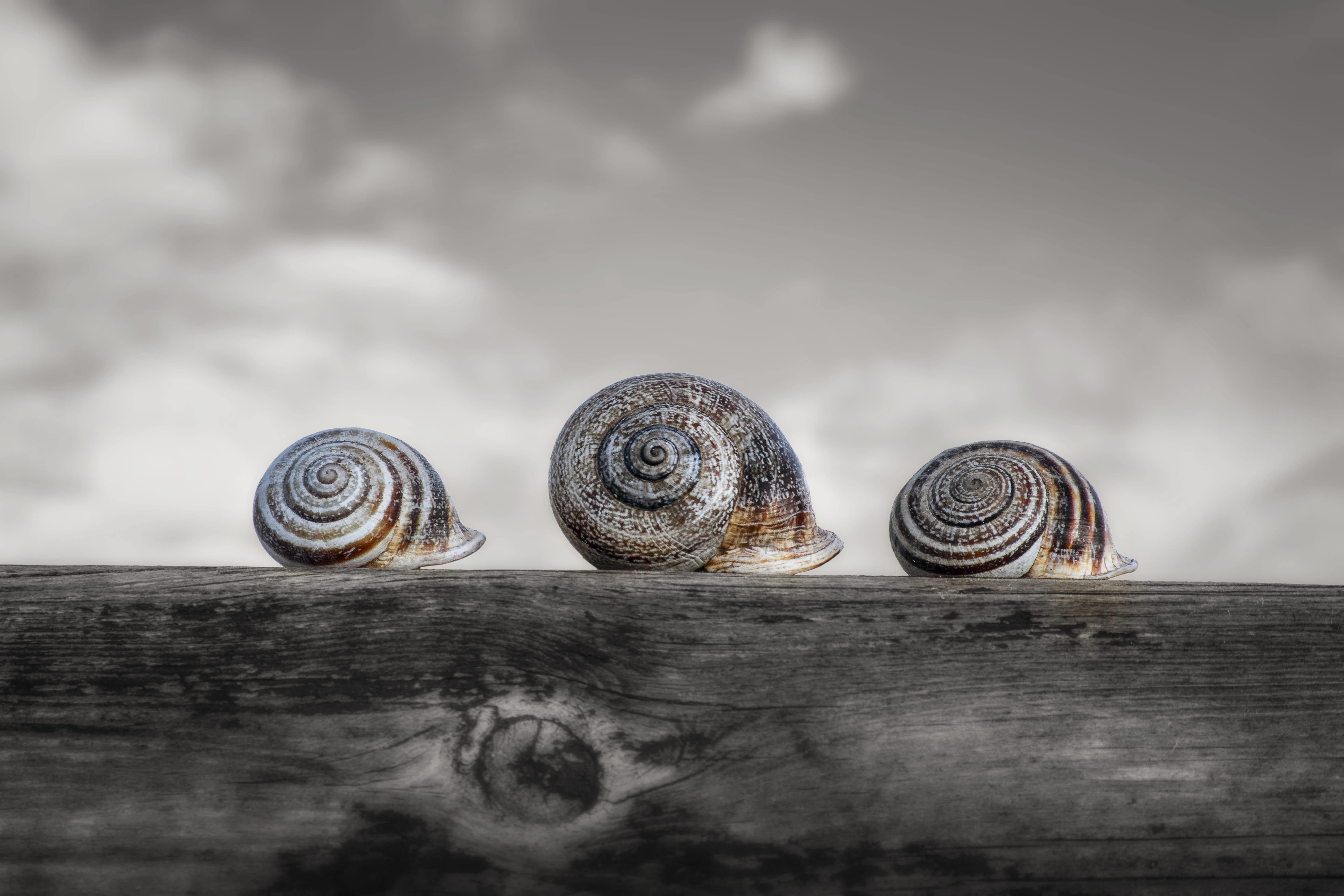 snails, invertebrate, molluscum, animal wildlife, cloud - sky, group of objects, still life, no people, 5K, spiral, nature, animal shell, animal, mollusk, HD Wallpaper
