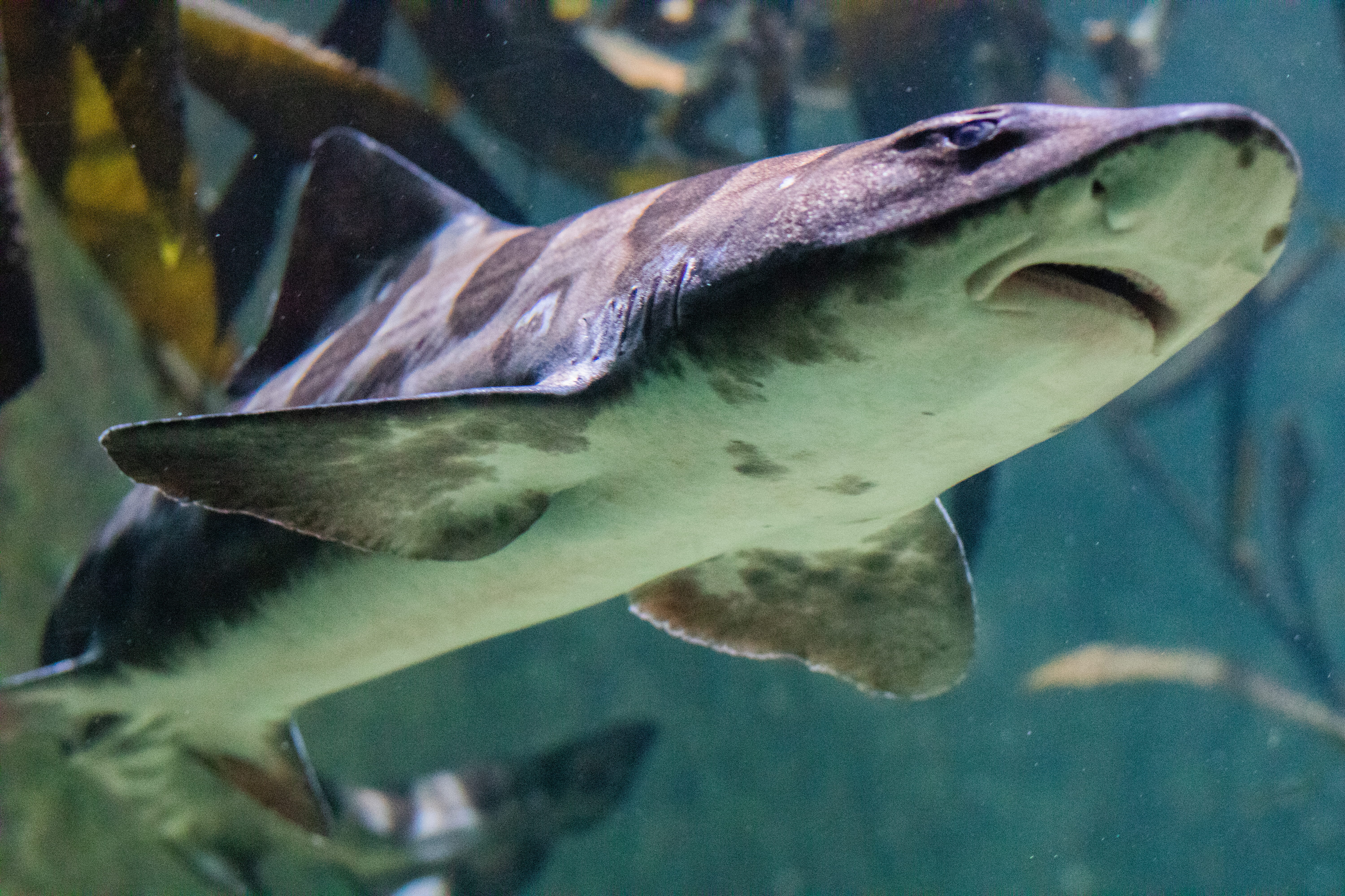 sea life, great white shark, one animal, sturgeon, animal, surgeonfish, fish, close-up, manta ray, invertebrate, mouth open, snout, angelfish, tank, aquatic, HD Wallpaper