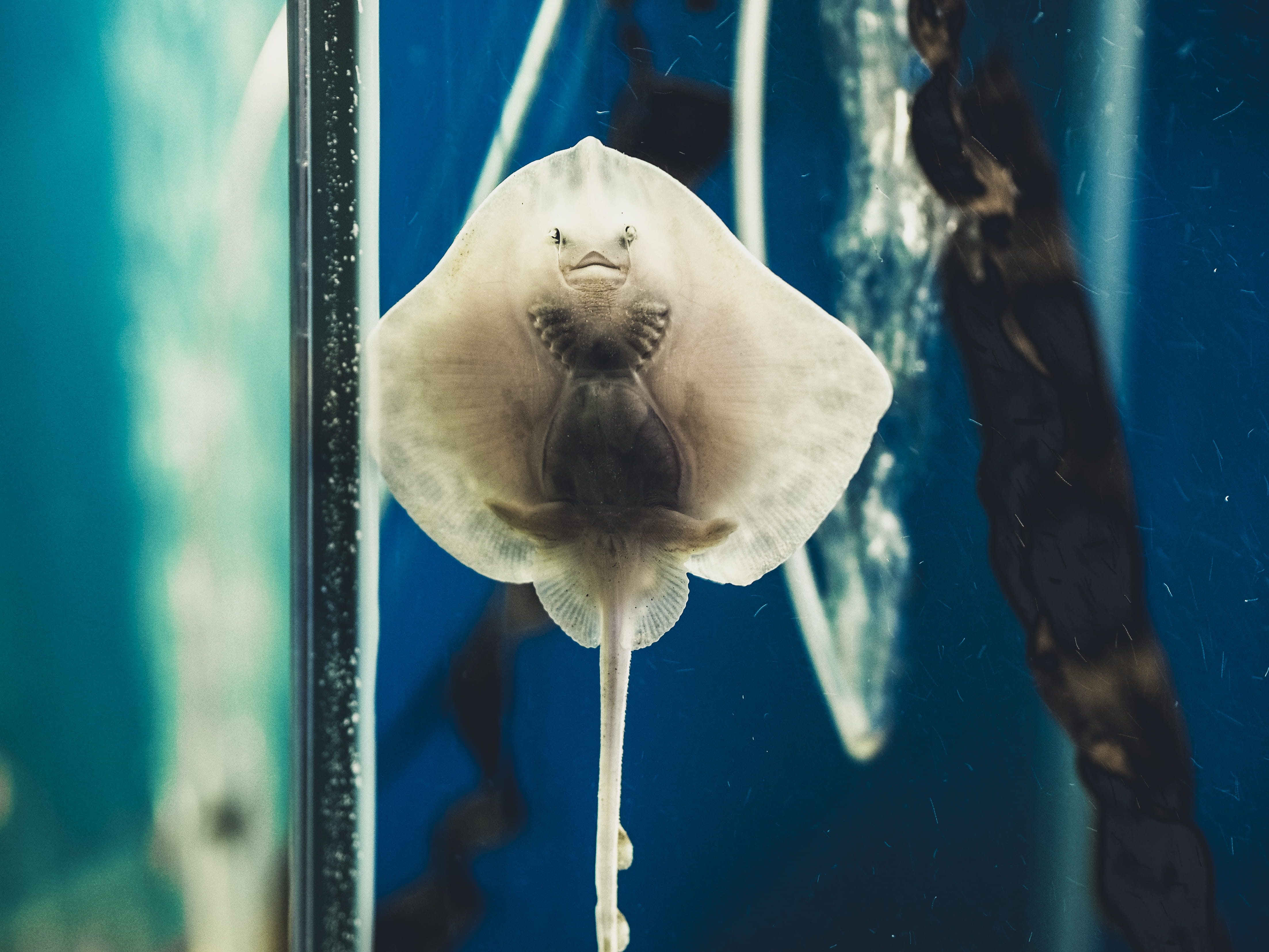 stingray, beauty in nature, white, animal, transportation, vehicle, petal, photo, softness, growth, reflection, manta ray, person, day, bird, car, water, HD Wallpaper