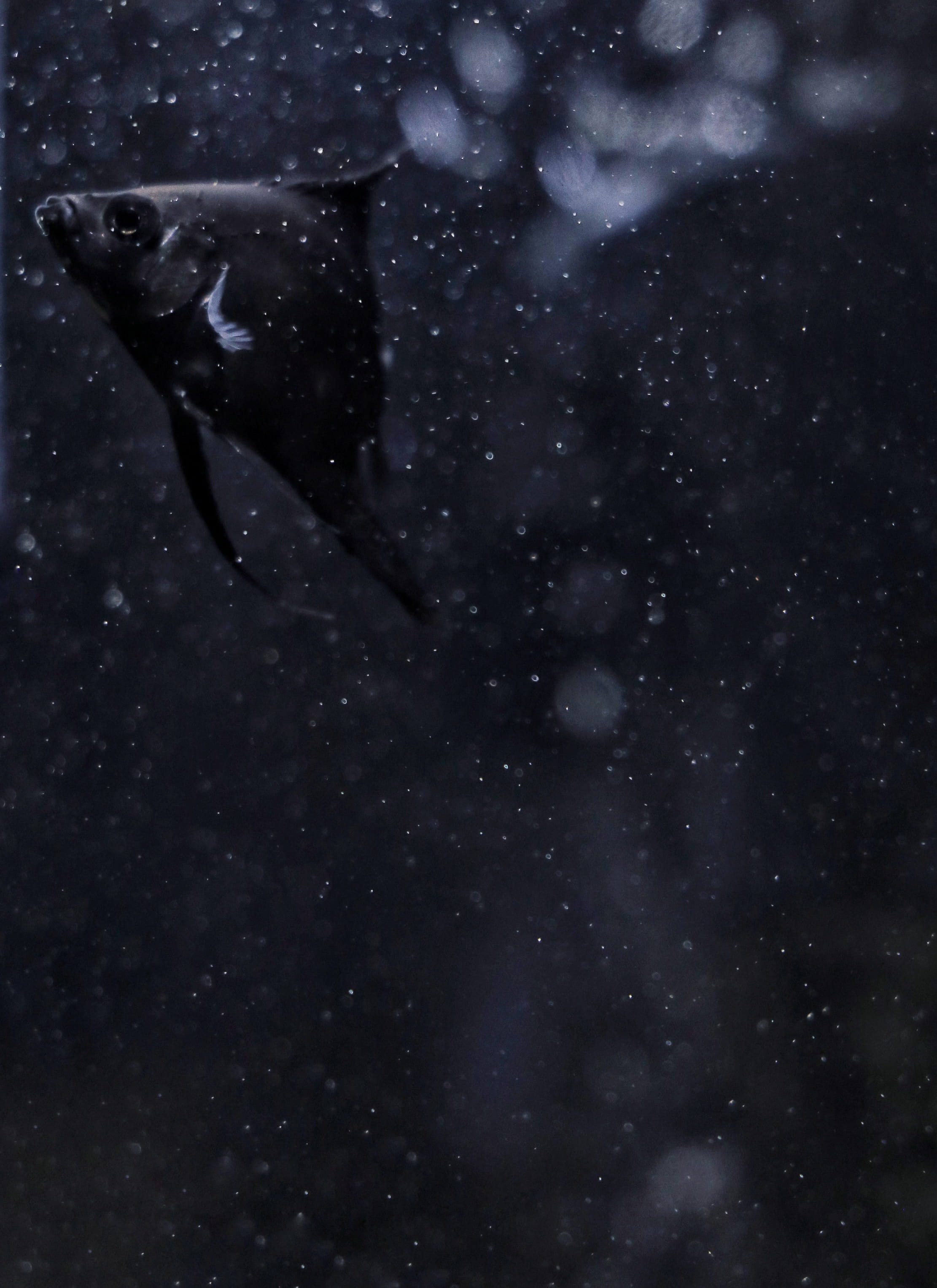 seagull, mammal, beauty in nature, black, space, no people, astronomy, 2K, animal wildlife, fish, outdoors, crystal, scenics - nature, nature, galaxy, Phone HD Wallpaper