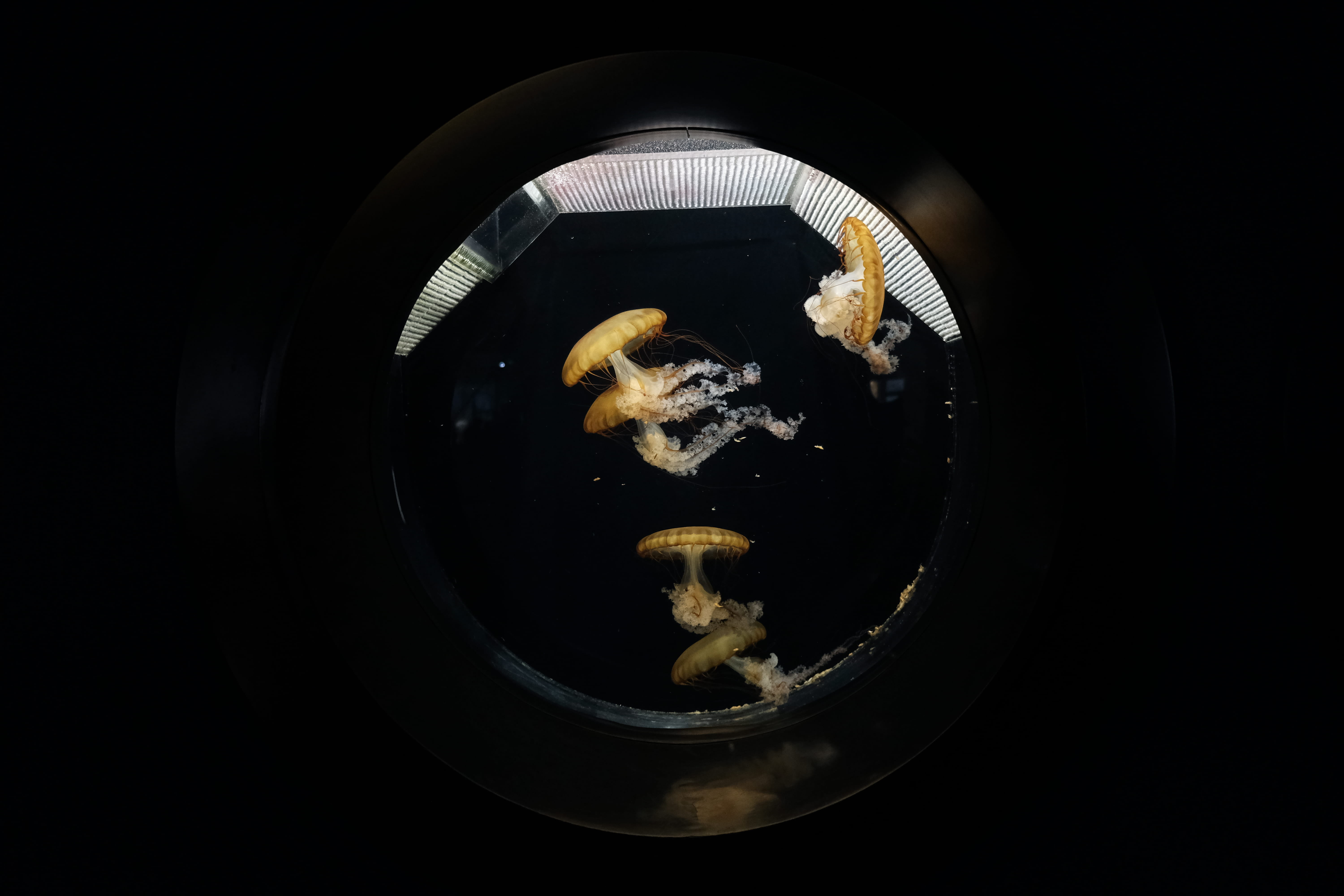 studio shot, fish, indoors, mammal, nature, jellyfish, sponge animal, sea, marine, medooza, pet, animals in the wild, invertebrate, directly above, swimming, HD Wallpaper