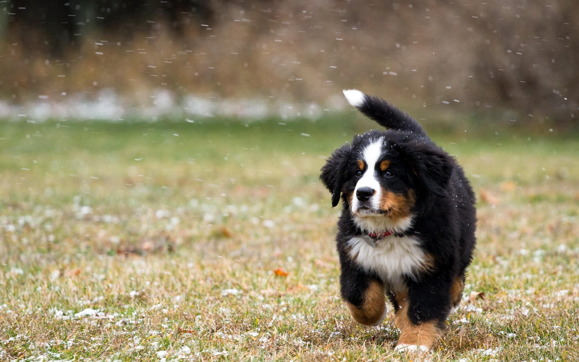 dog, Bernese Mountain Dog, 1080P, animals, HD Wallpaper