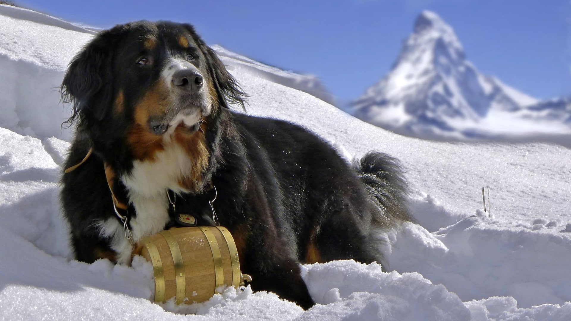 dog, Sennenhund, Bernese Mountain Dog, 1080P, snow, animals, HD Wallpaper